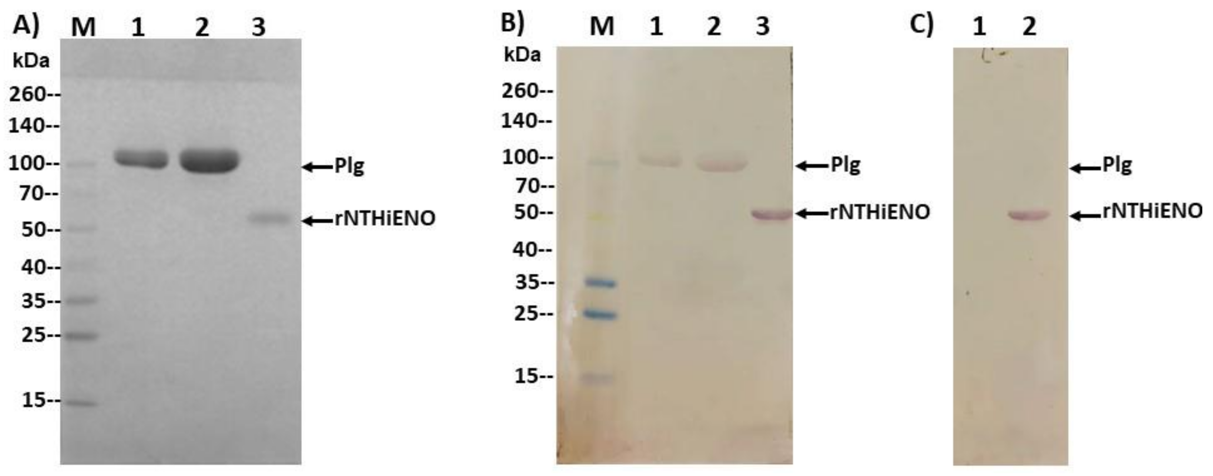 Pathogens 10 01614 g005