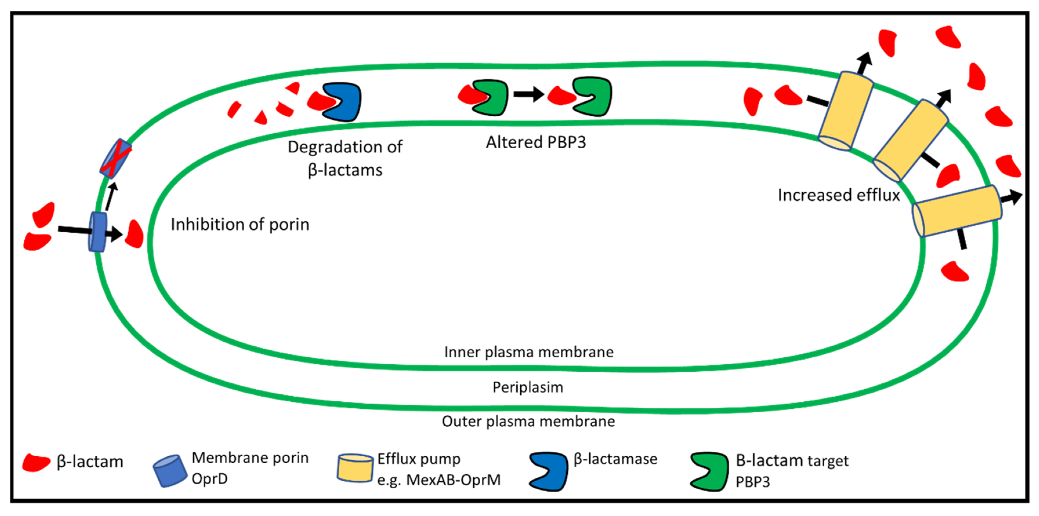 Pathogens 10 01638 g003 Pathogens 10 01638 g003