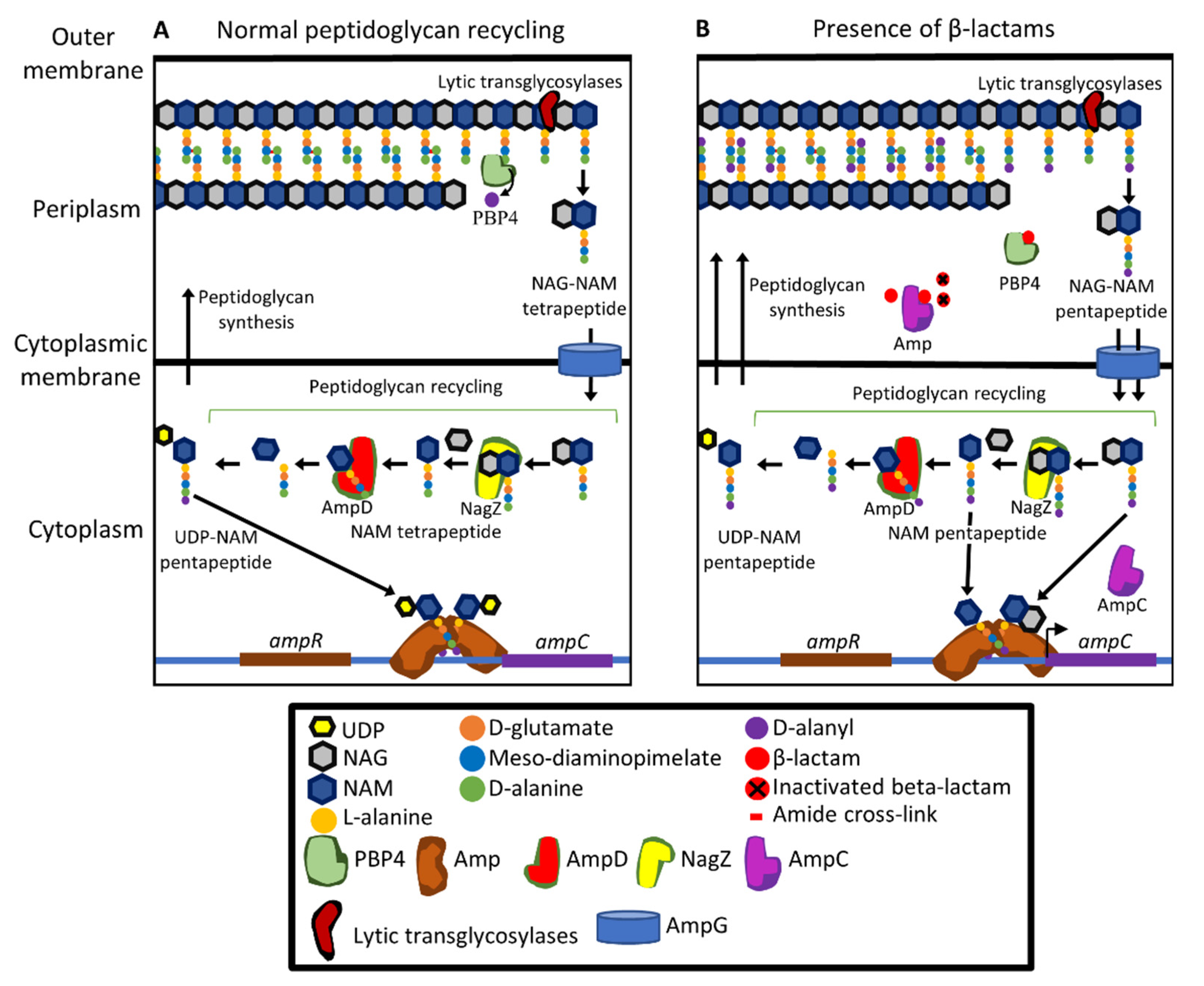 Pathogens 10 01638 g005 Pathogens 10 01638 g005