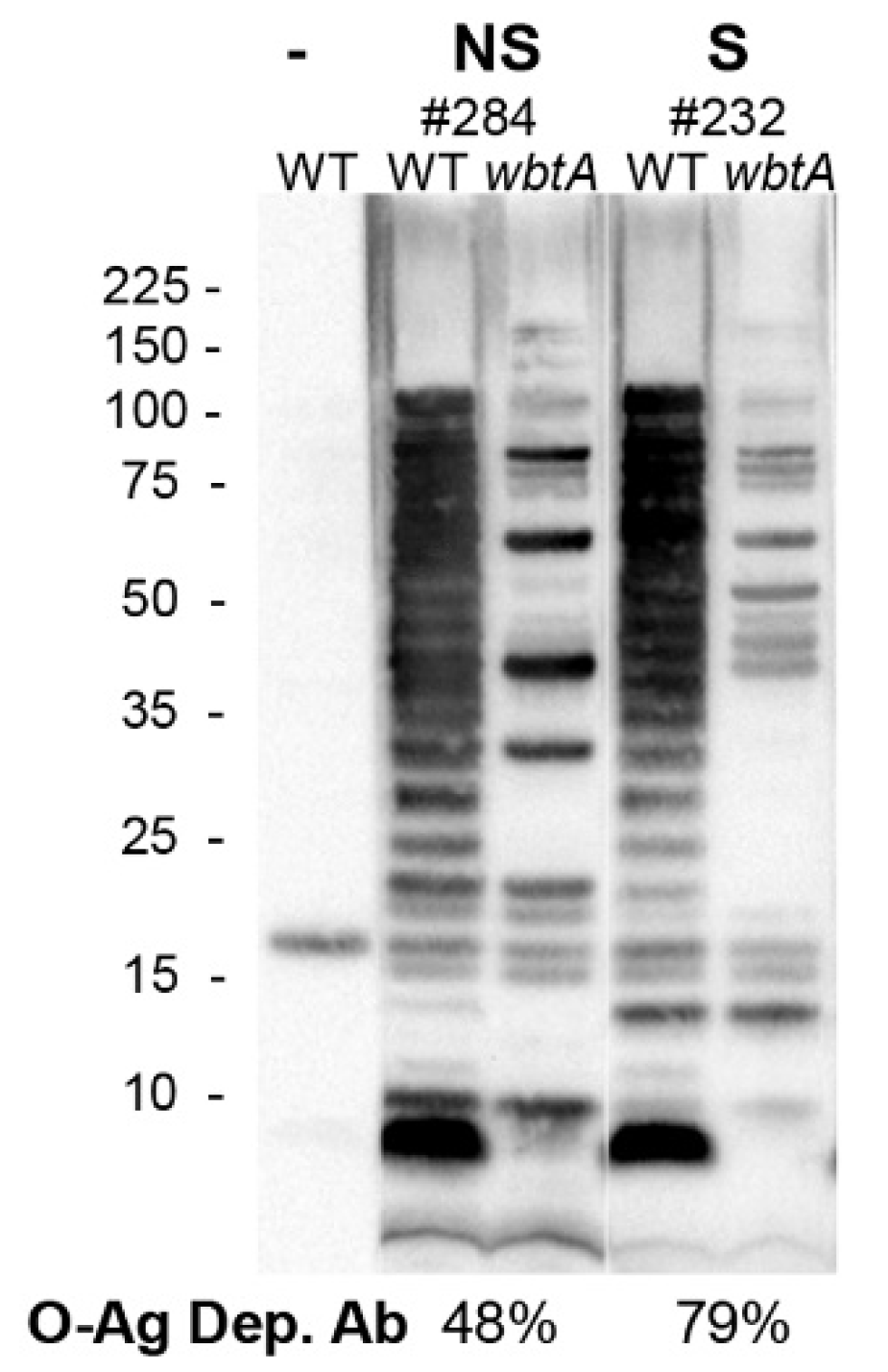 Pathogens 10 01646 g004