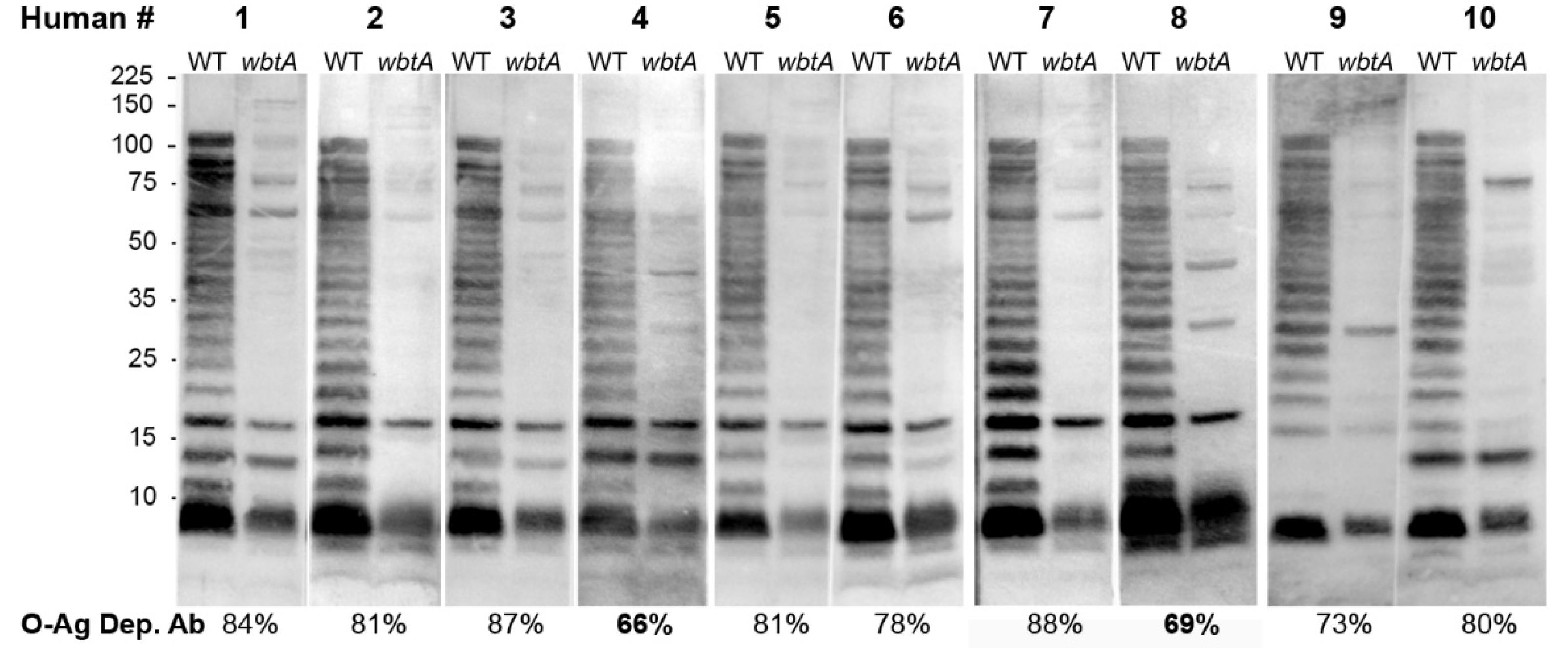 Pathogens 10 01646 g005