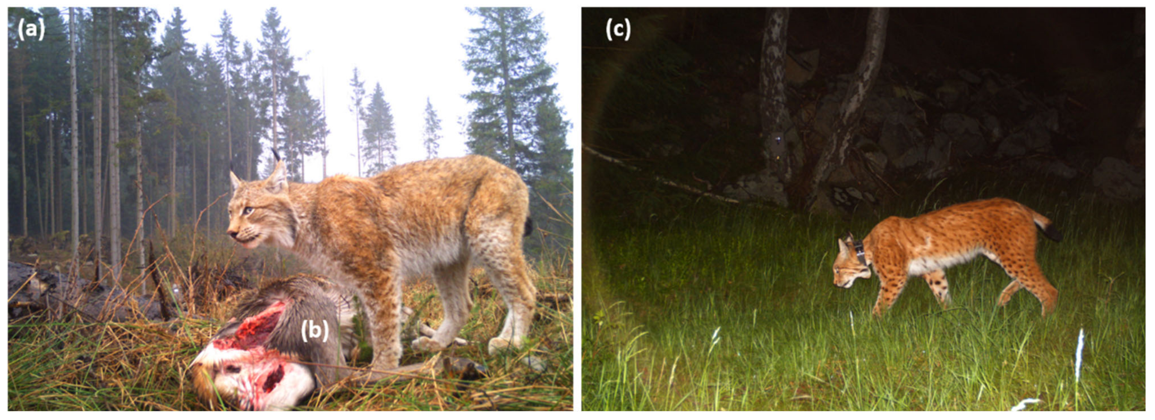 Pathogens 10 01650 g001