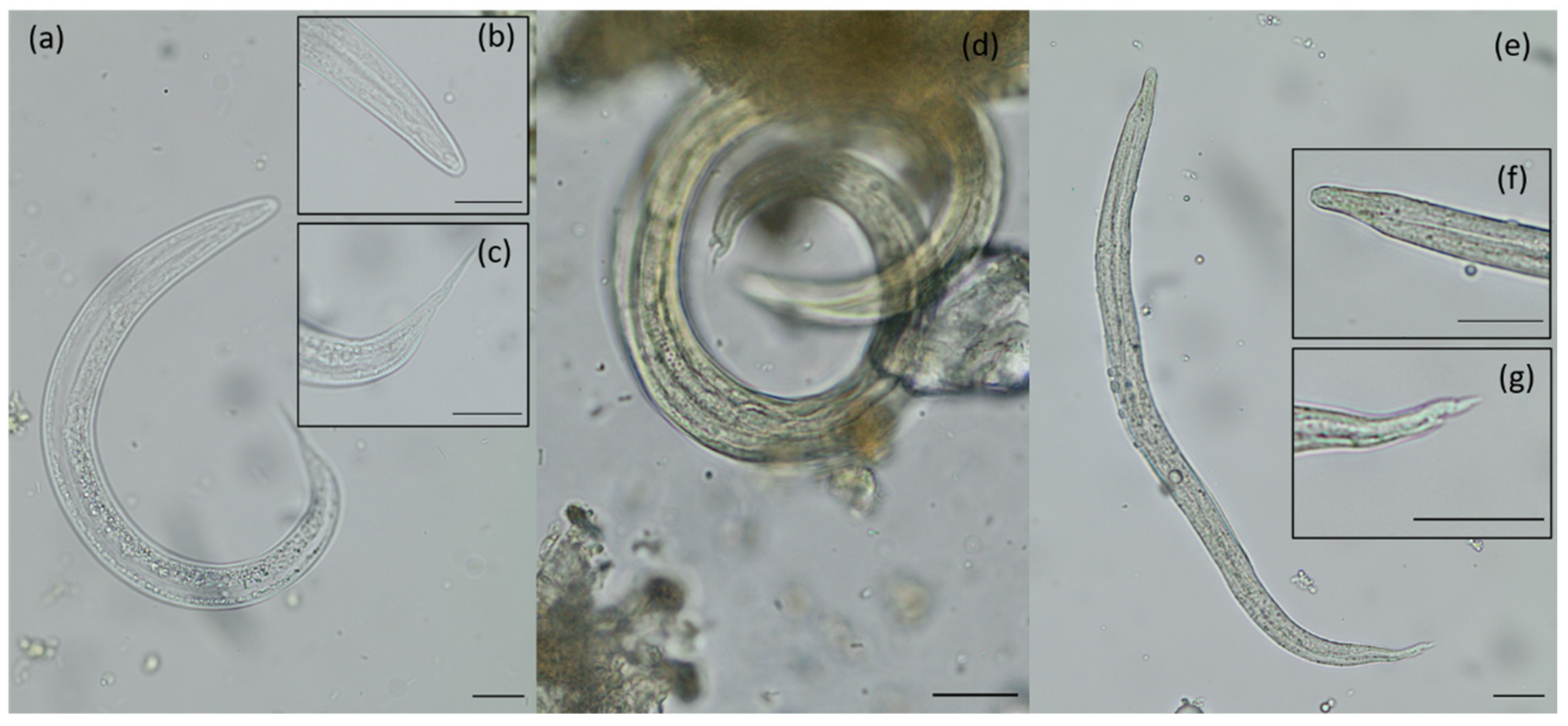 Pathogens 10 01650 g004