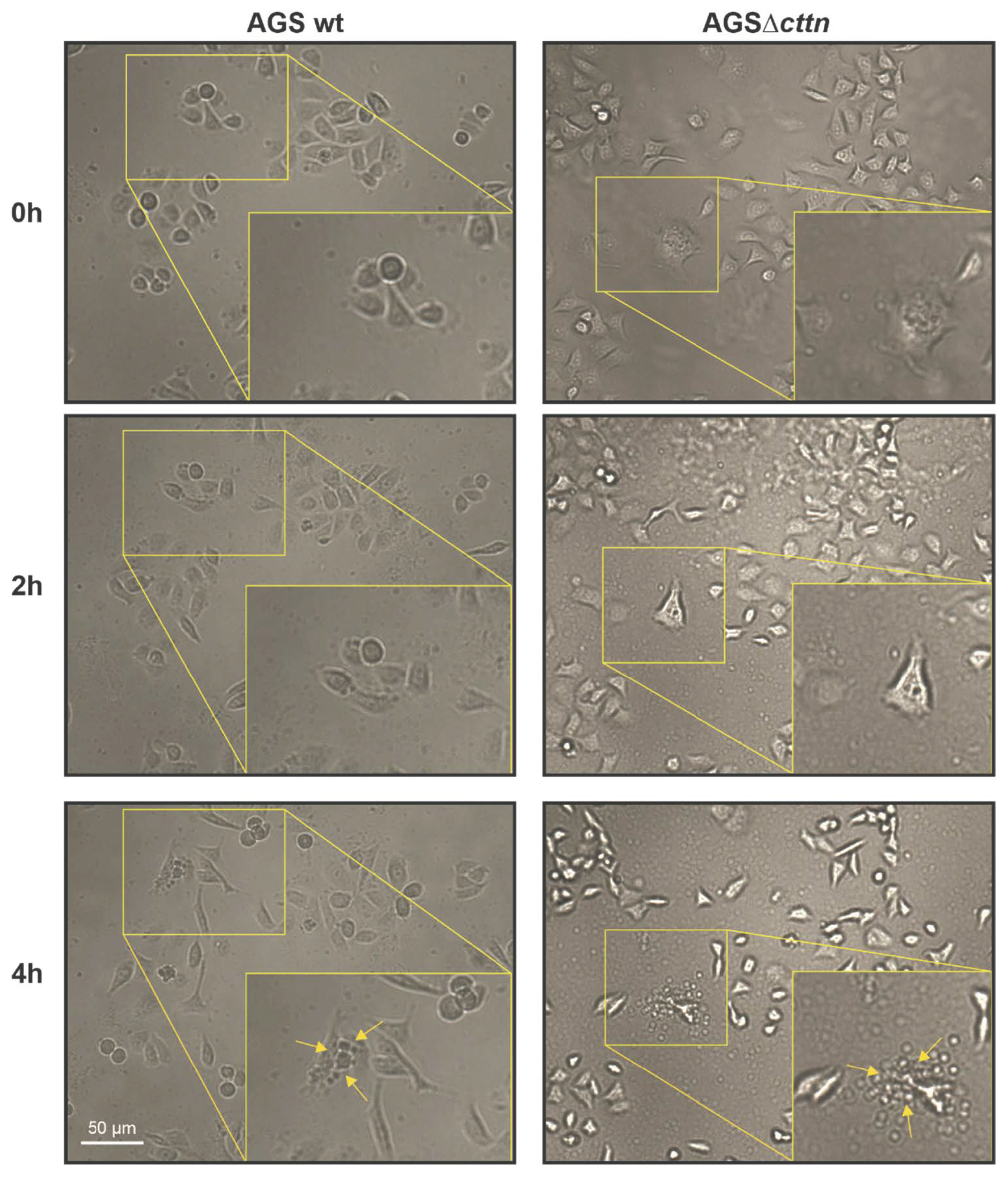 Pathogens 11 00003 g008