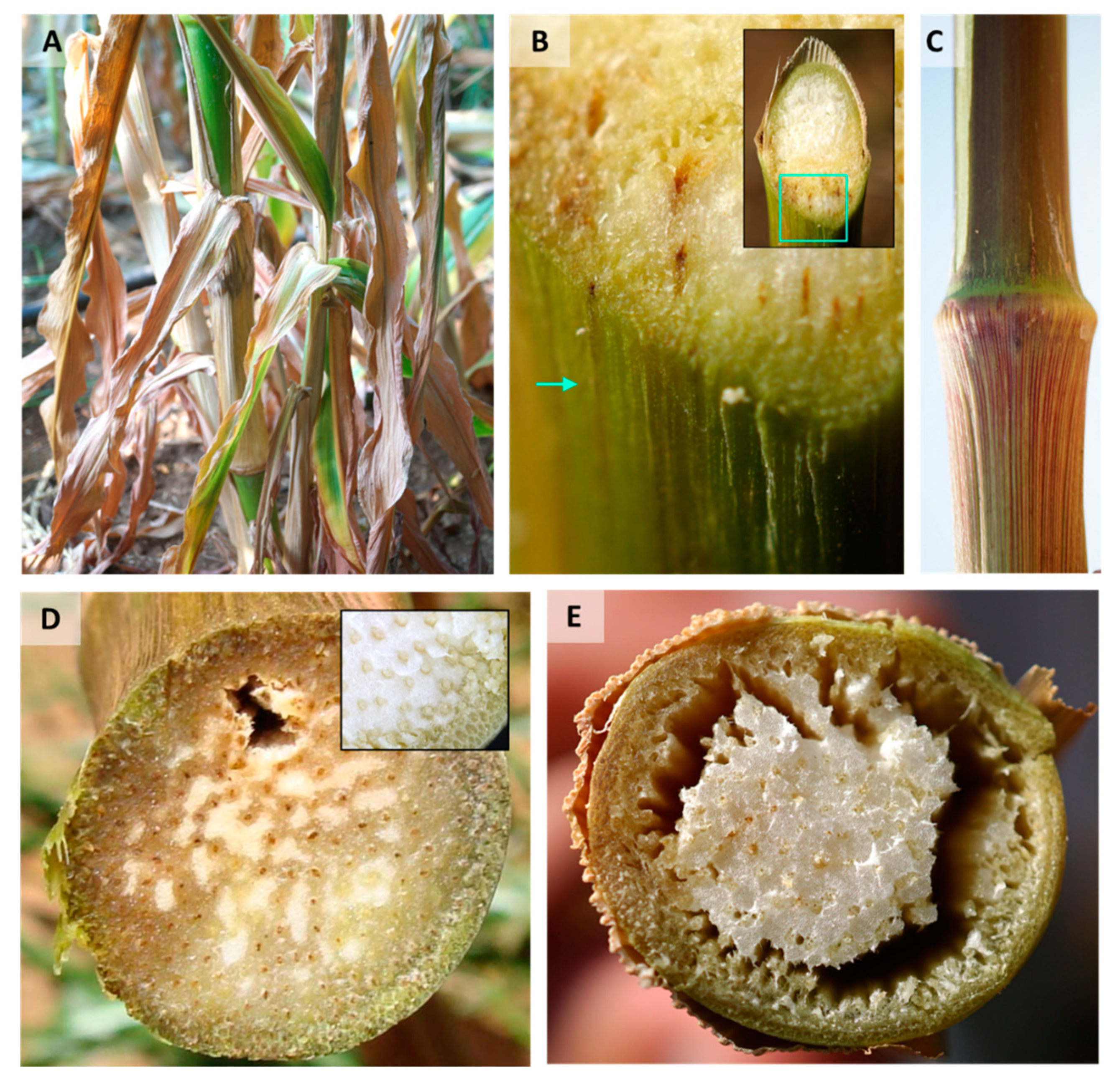 Pathogens 11 00013 g002