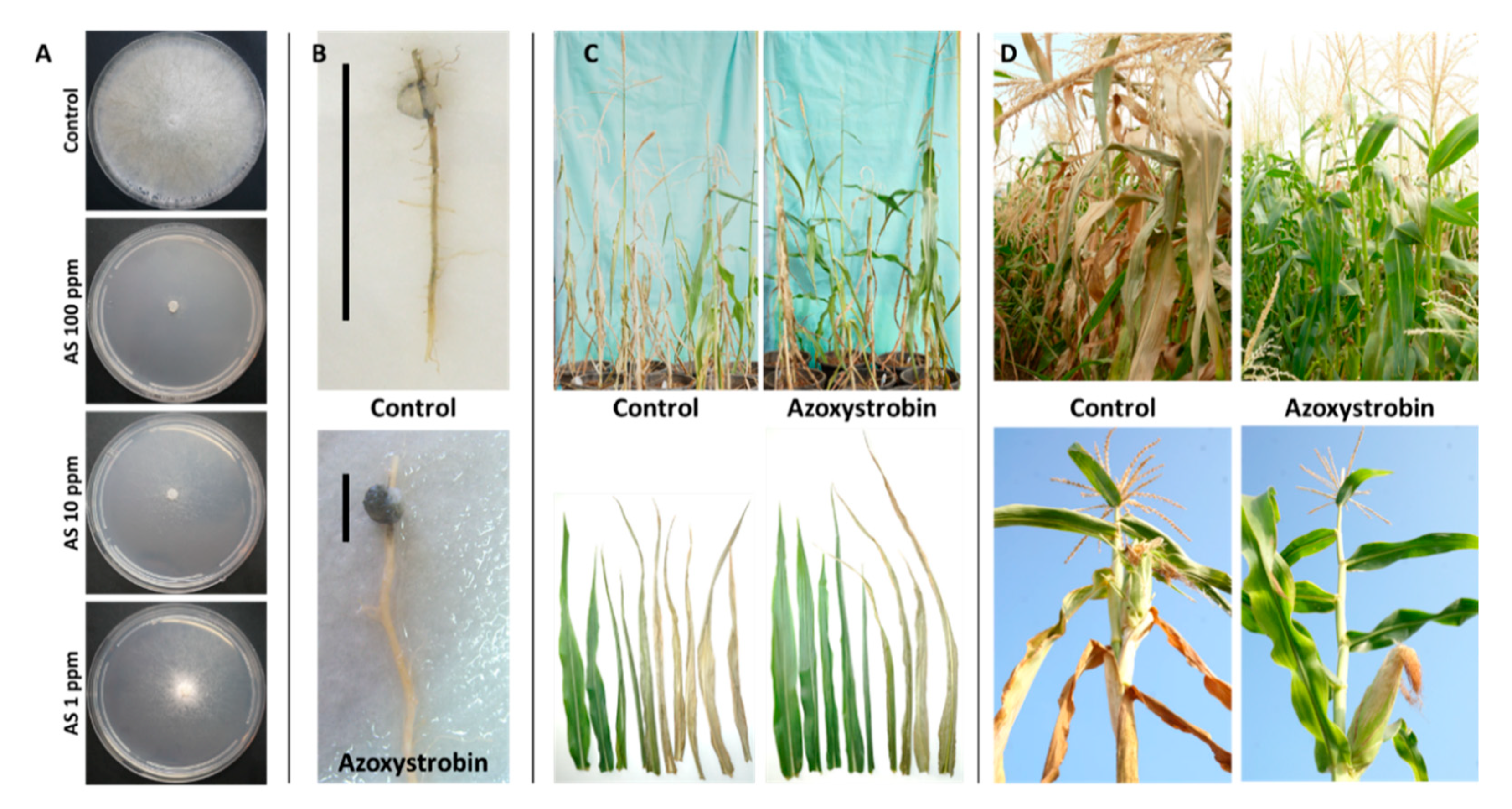Pathogens 11 00013 g006