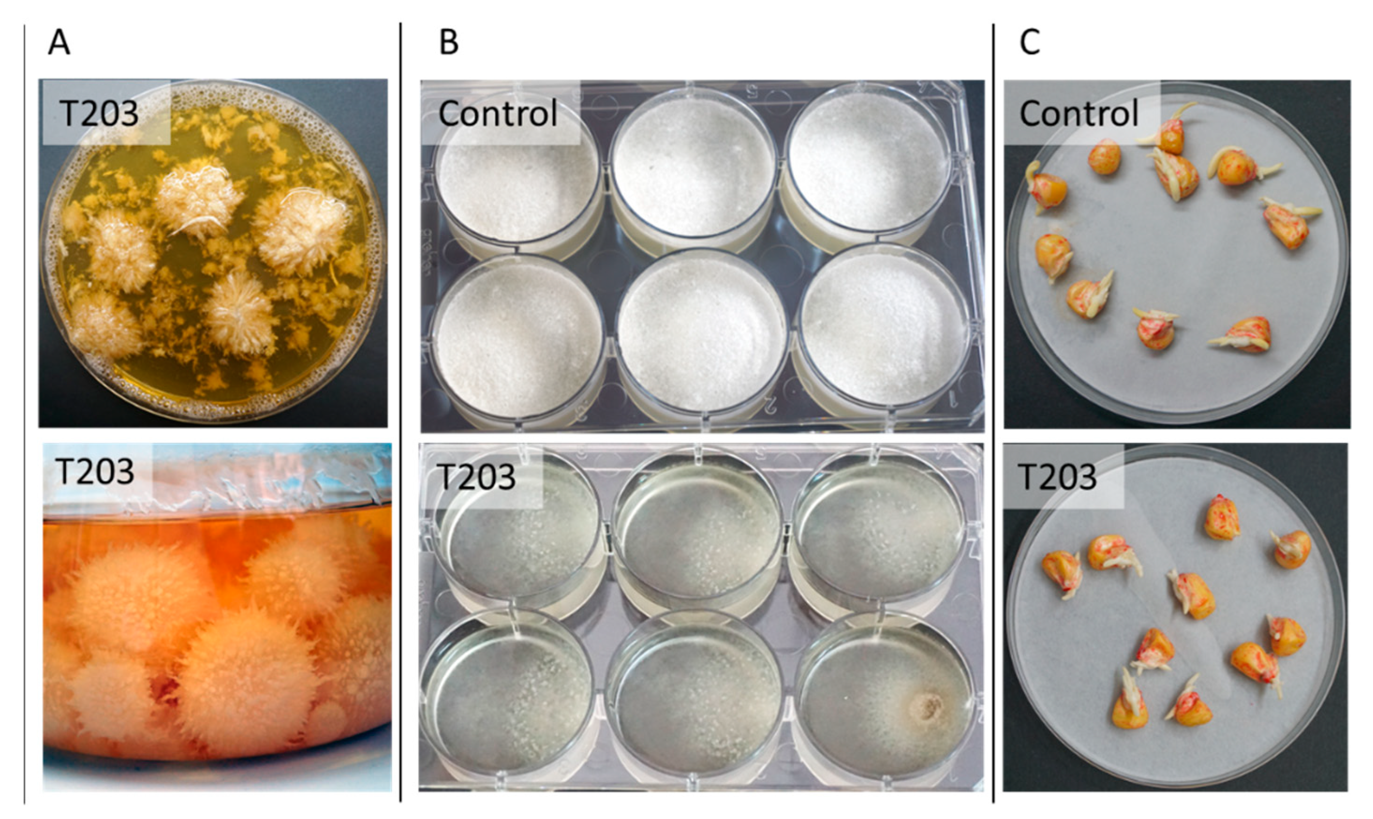 Pathogens 11 00013 g007
