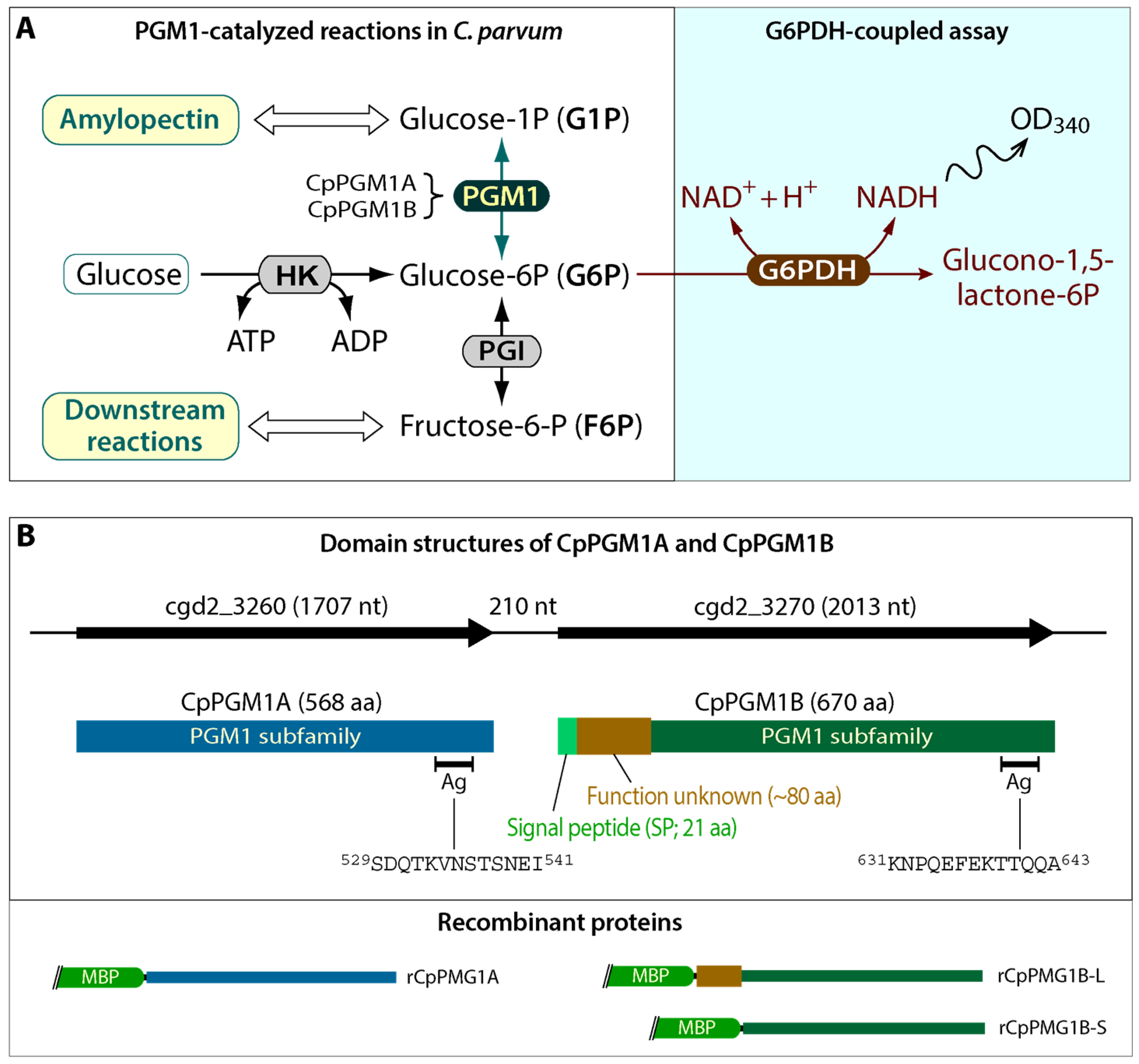 Pathogens 11 00021 g001 Pathogens 11 00021 g001