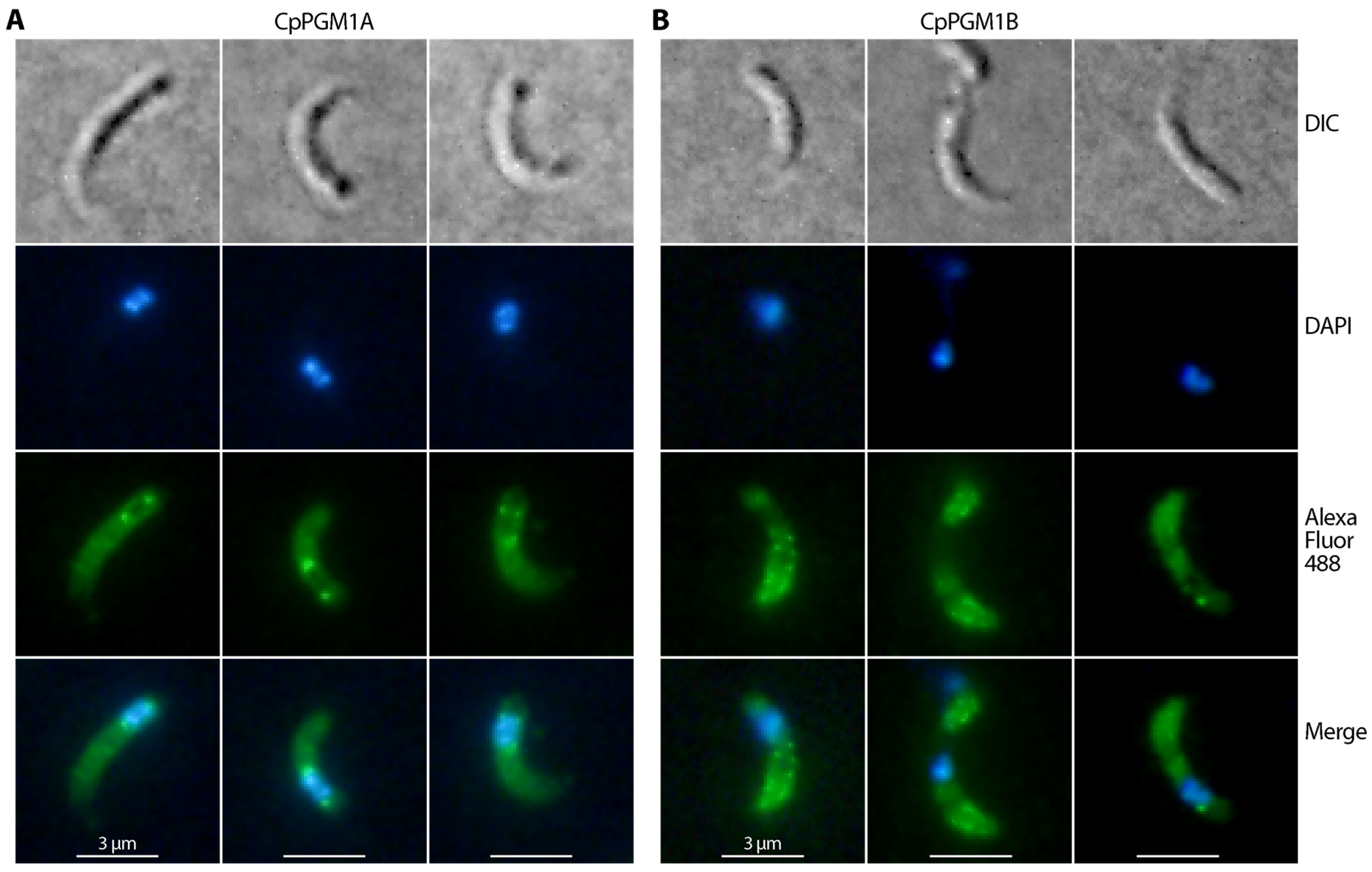 Pathogens 11 00021 g006 Pathogens 11 00021 g006
