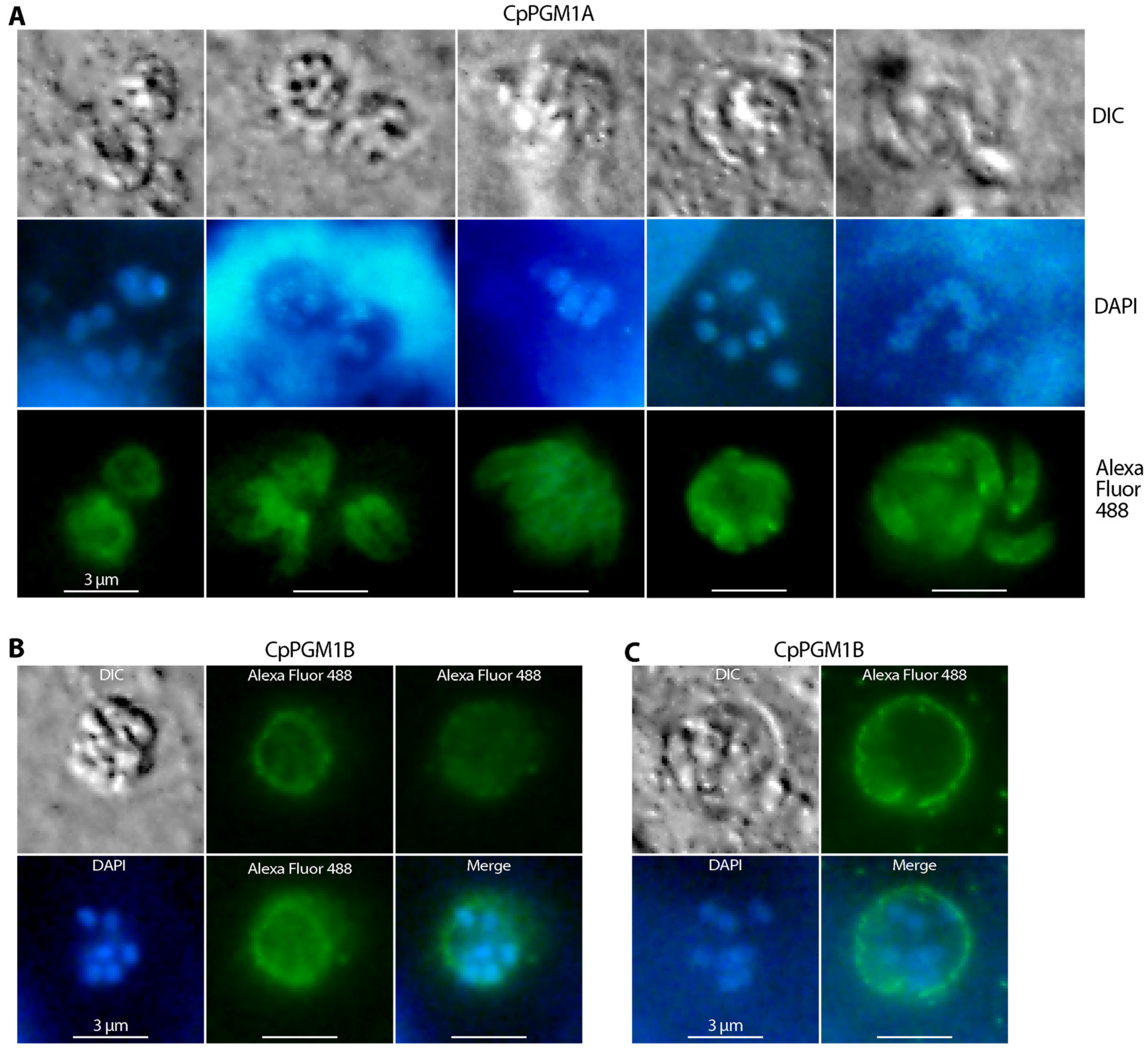 Pathogens 11 00021 g007 Pathogens 11 00021 g007