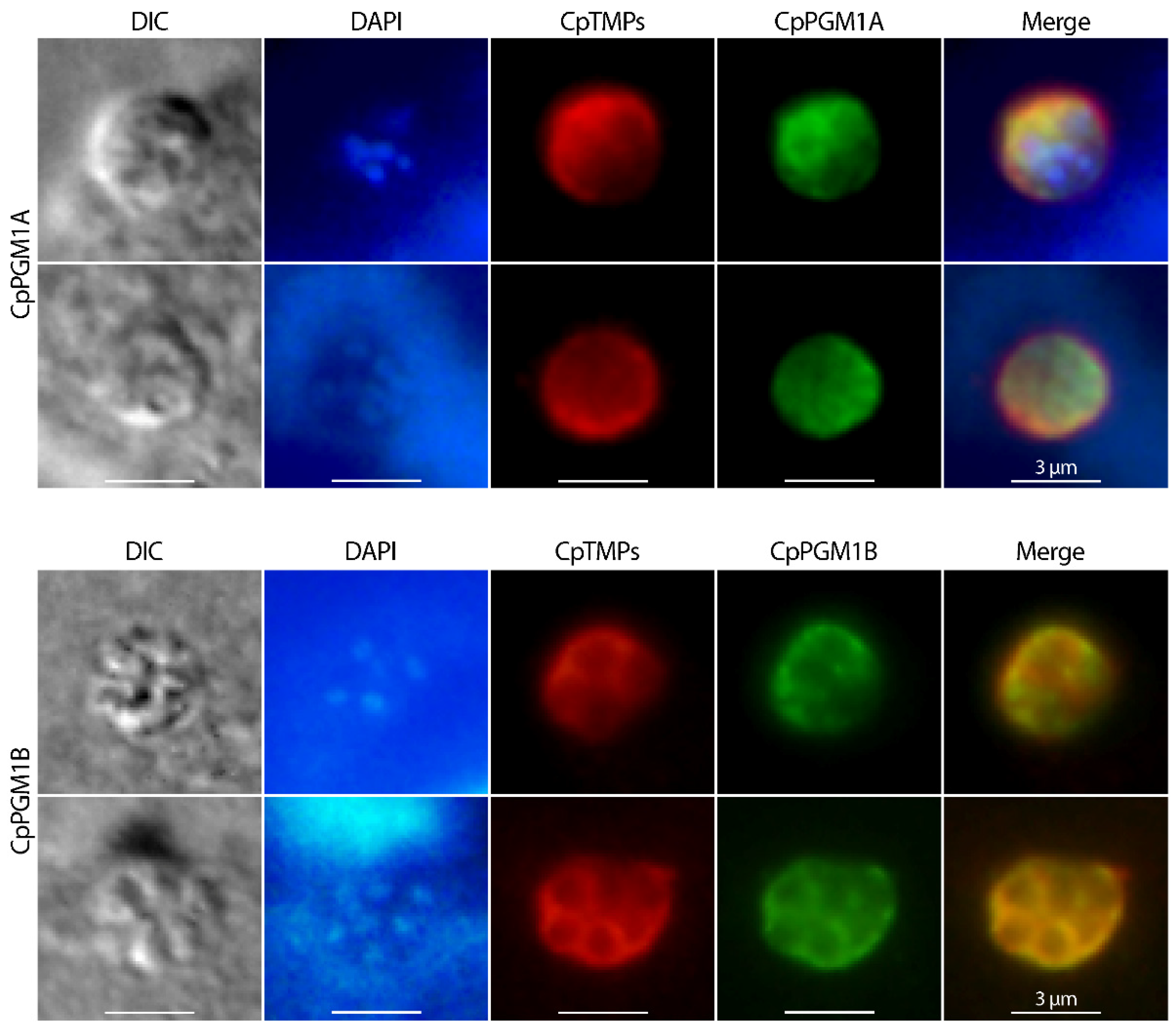 Pathogens 11 00021 g008 Pathogens 11 00021 g008