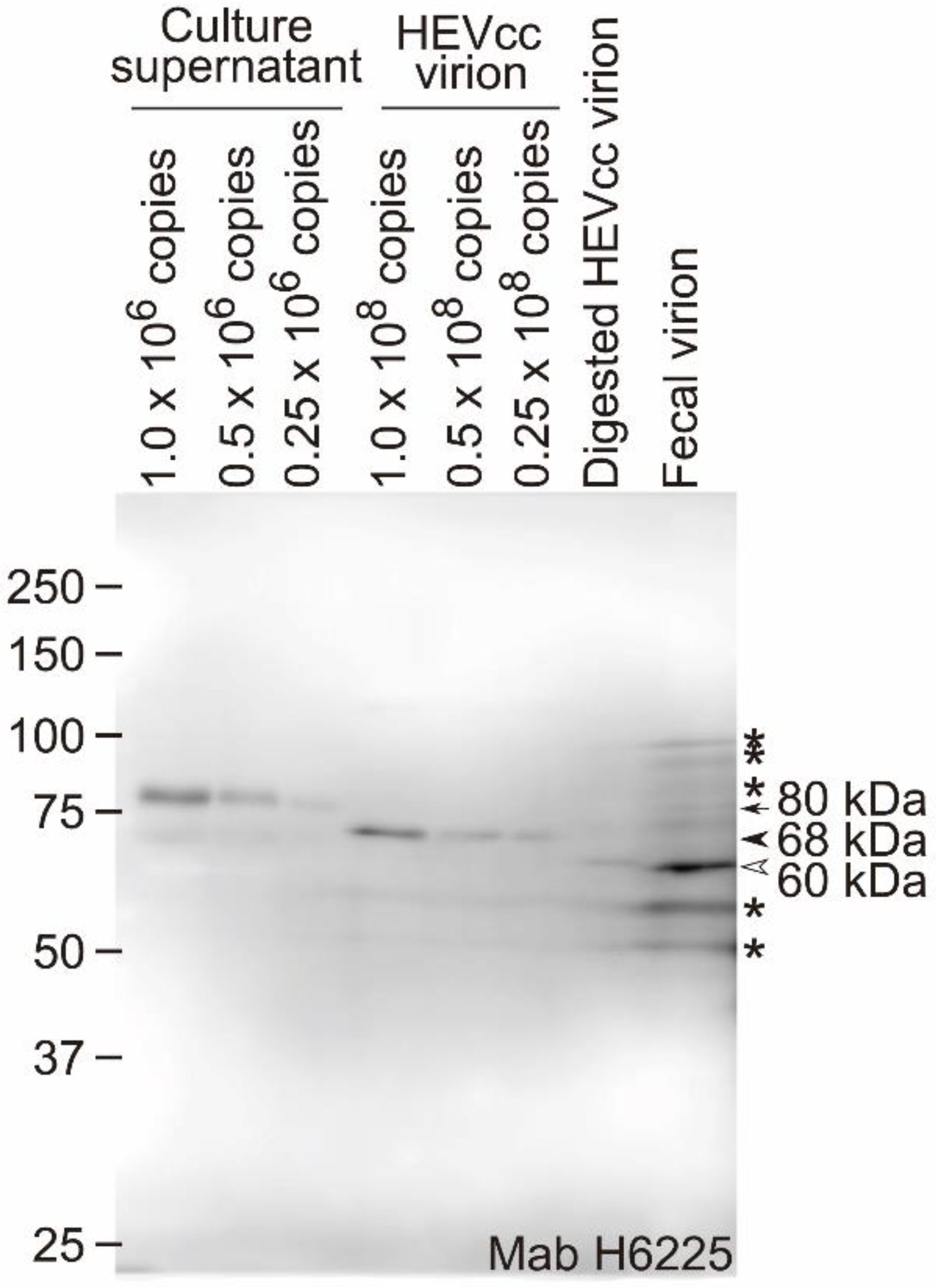 Pathogens 11 00024 g001