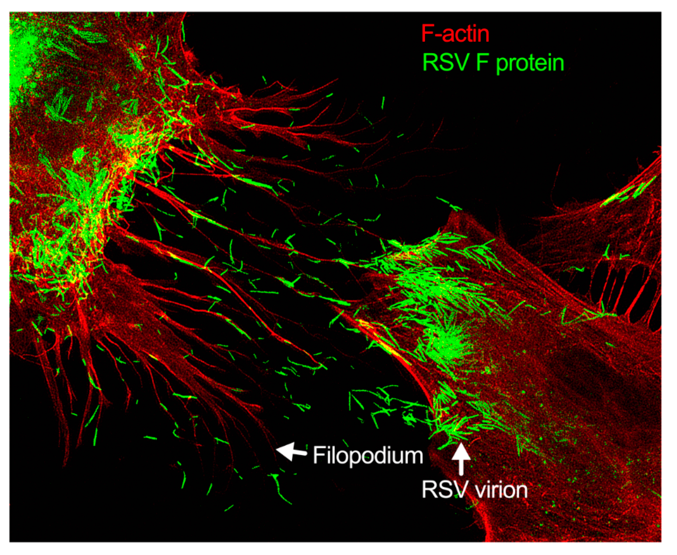 Pathogens 11 00026 g003