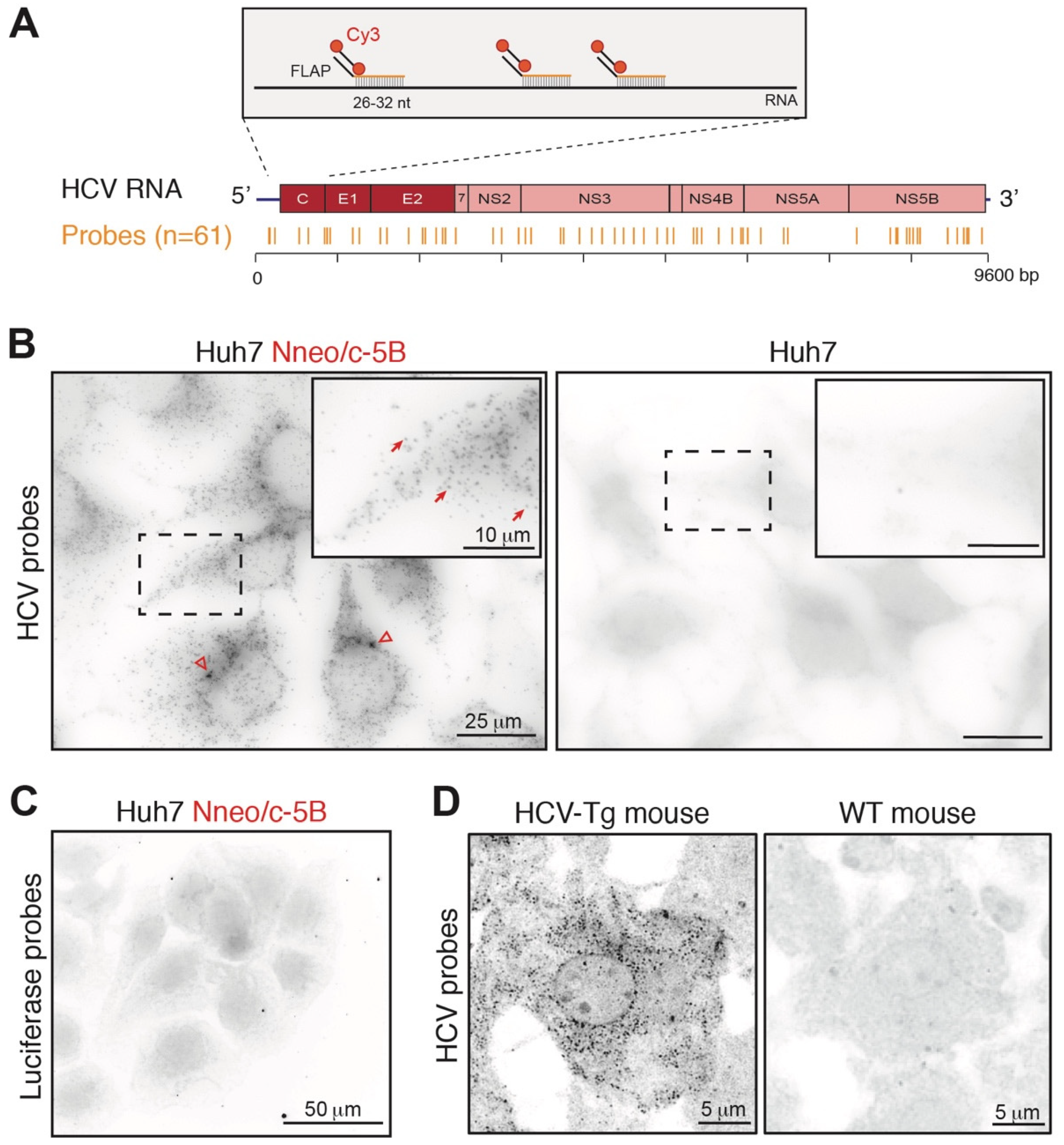 Pathogens 11 00046 g001