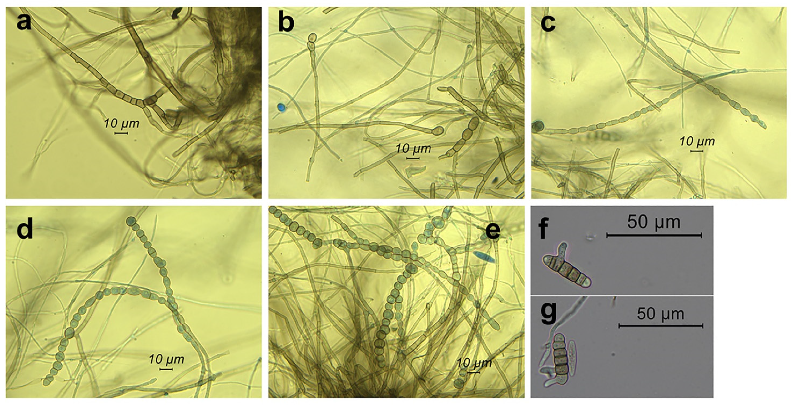 Pathogens 11 00053 g005