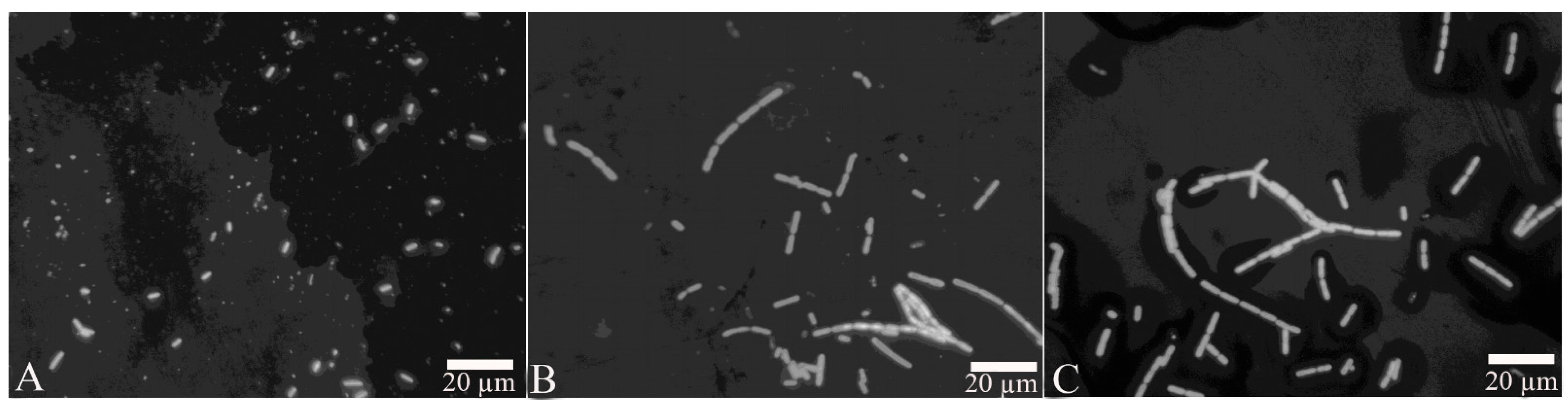 Pathogens 11 00082 g004