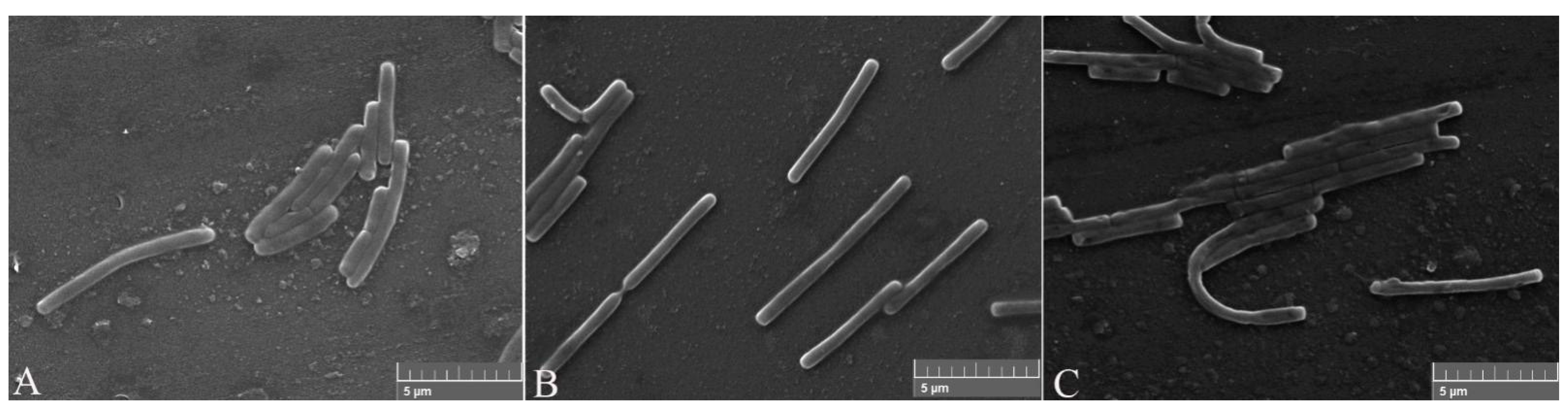 Pathogens 11 00082 g005