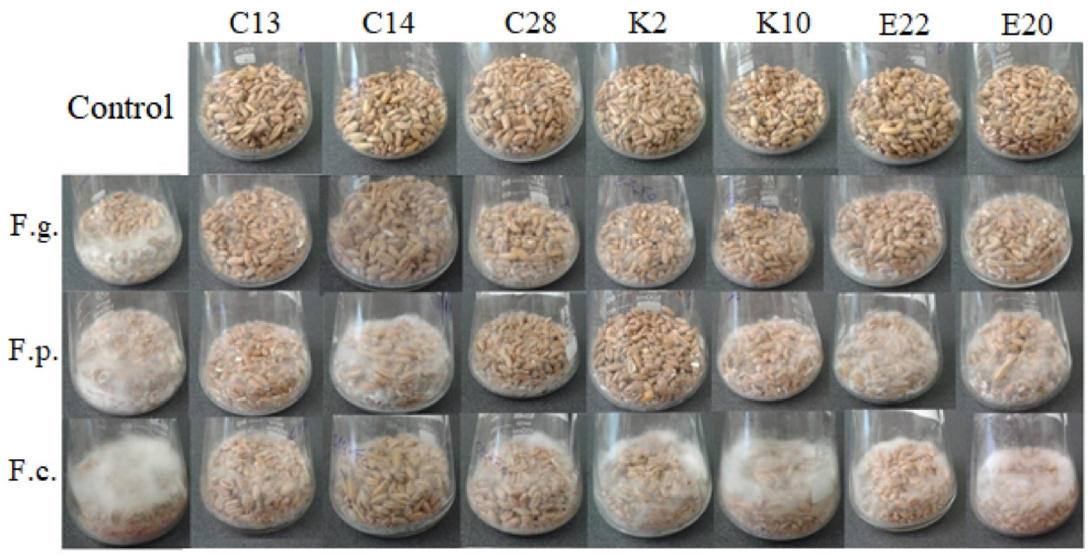 Pathogens 11 00086 g006