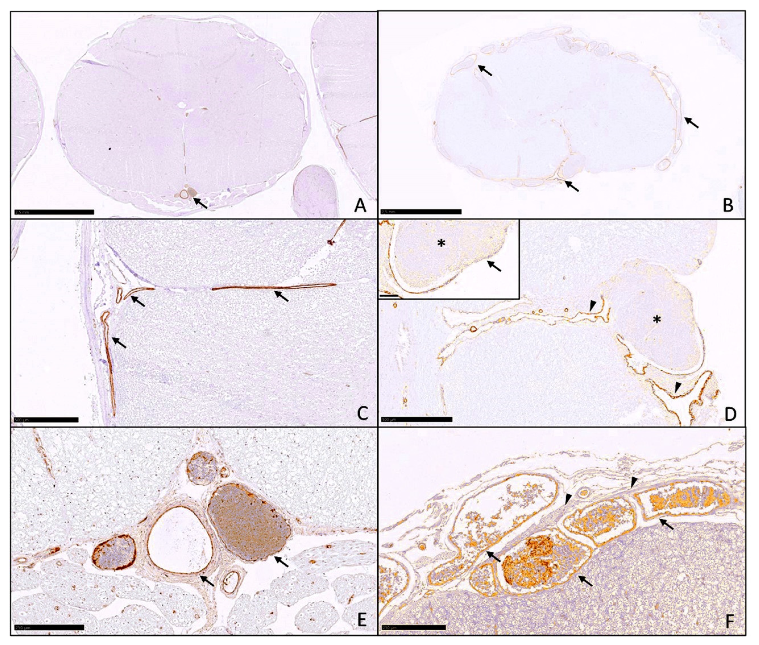Pathogens 11 00088 g002