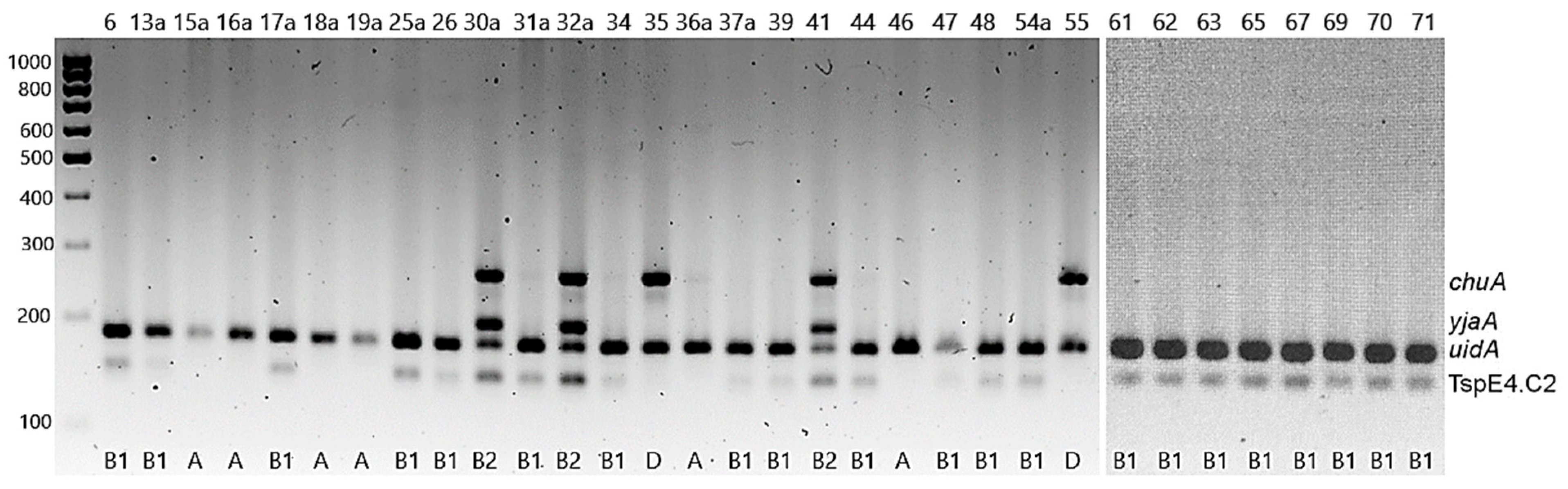 Pathogens 11 00127 g001
