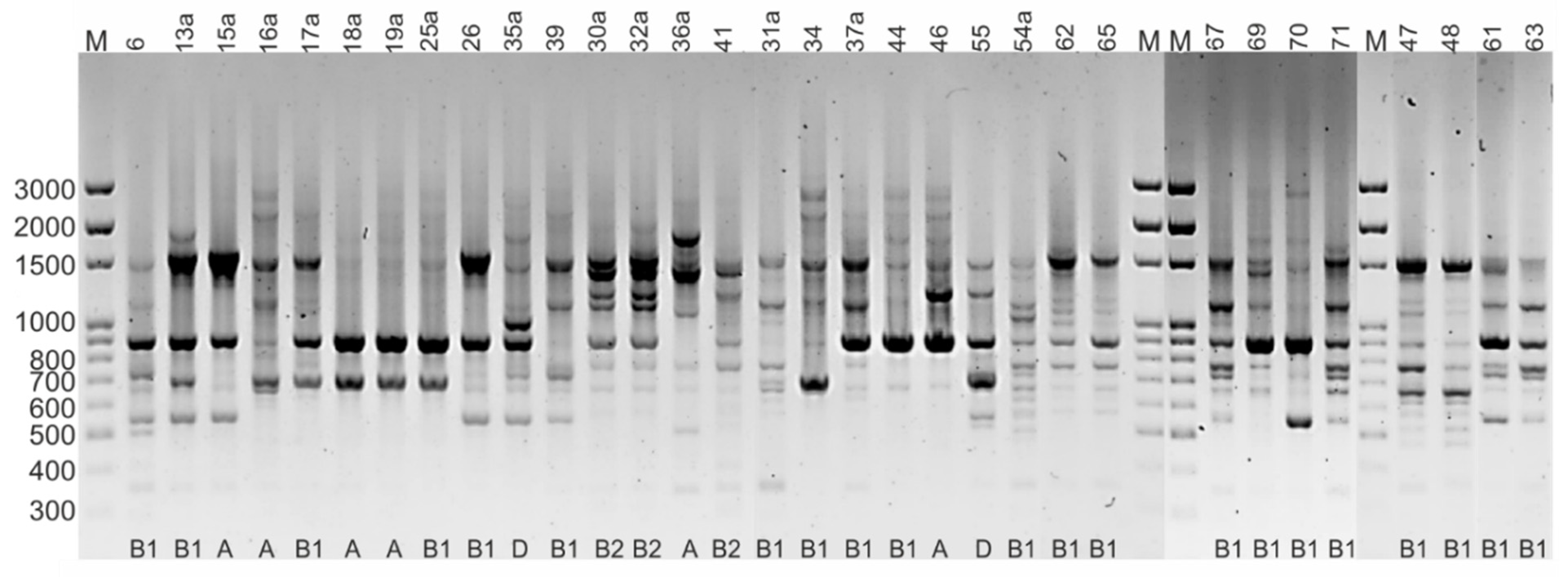 Pathogens 11 00127 g002