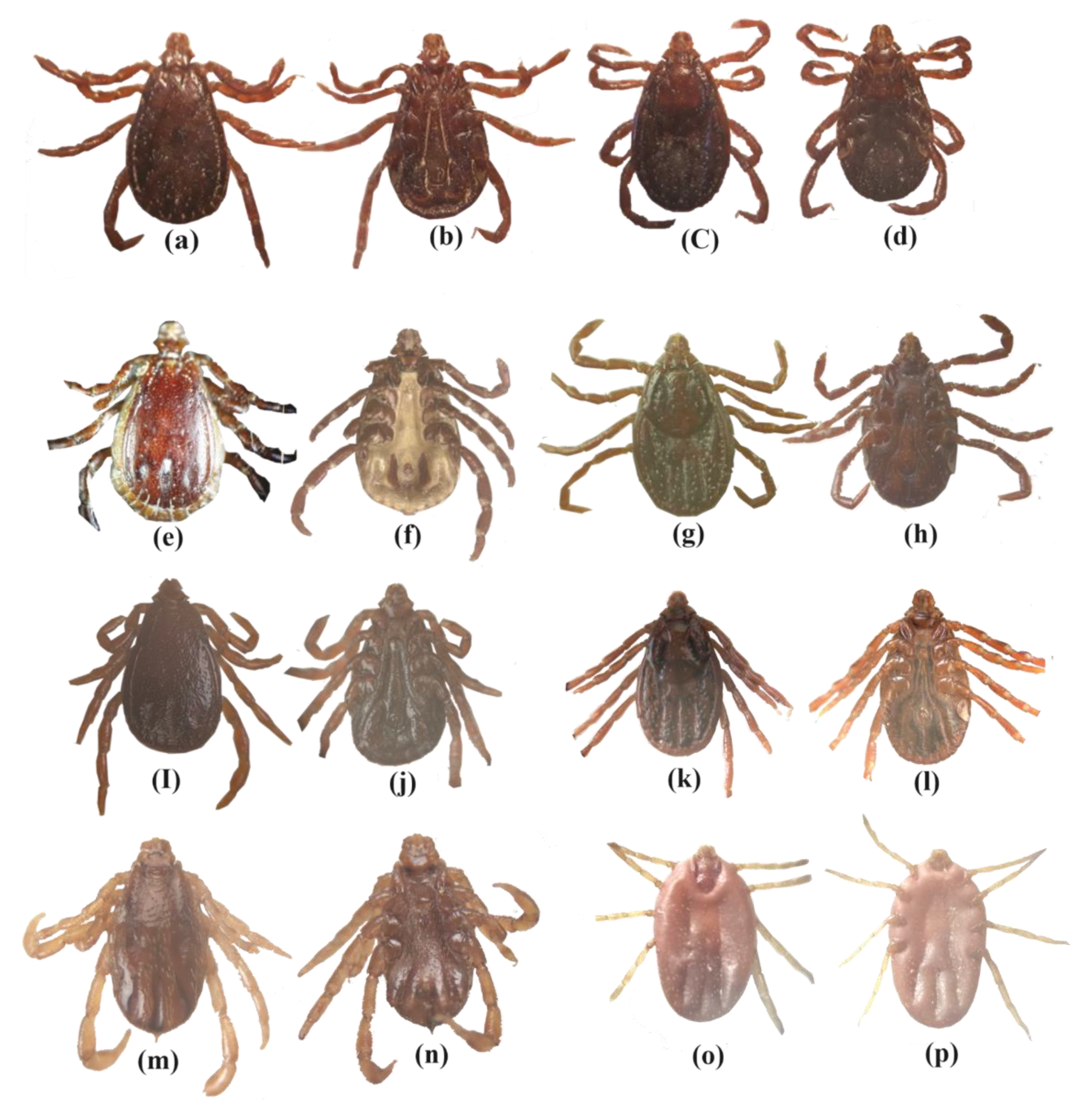 Pathogens 11 00162 g001