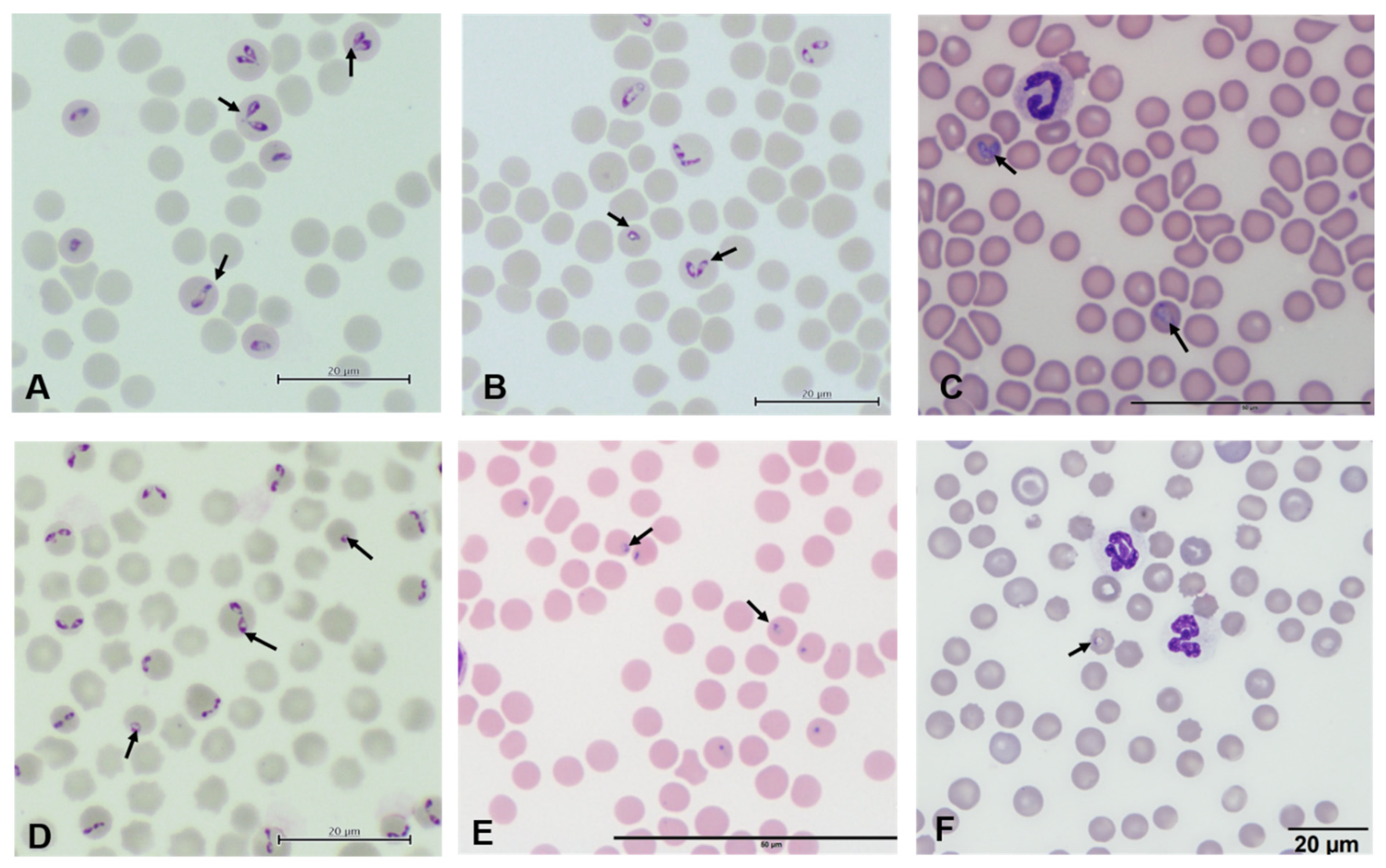 Pathogens 11 00168 g001