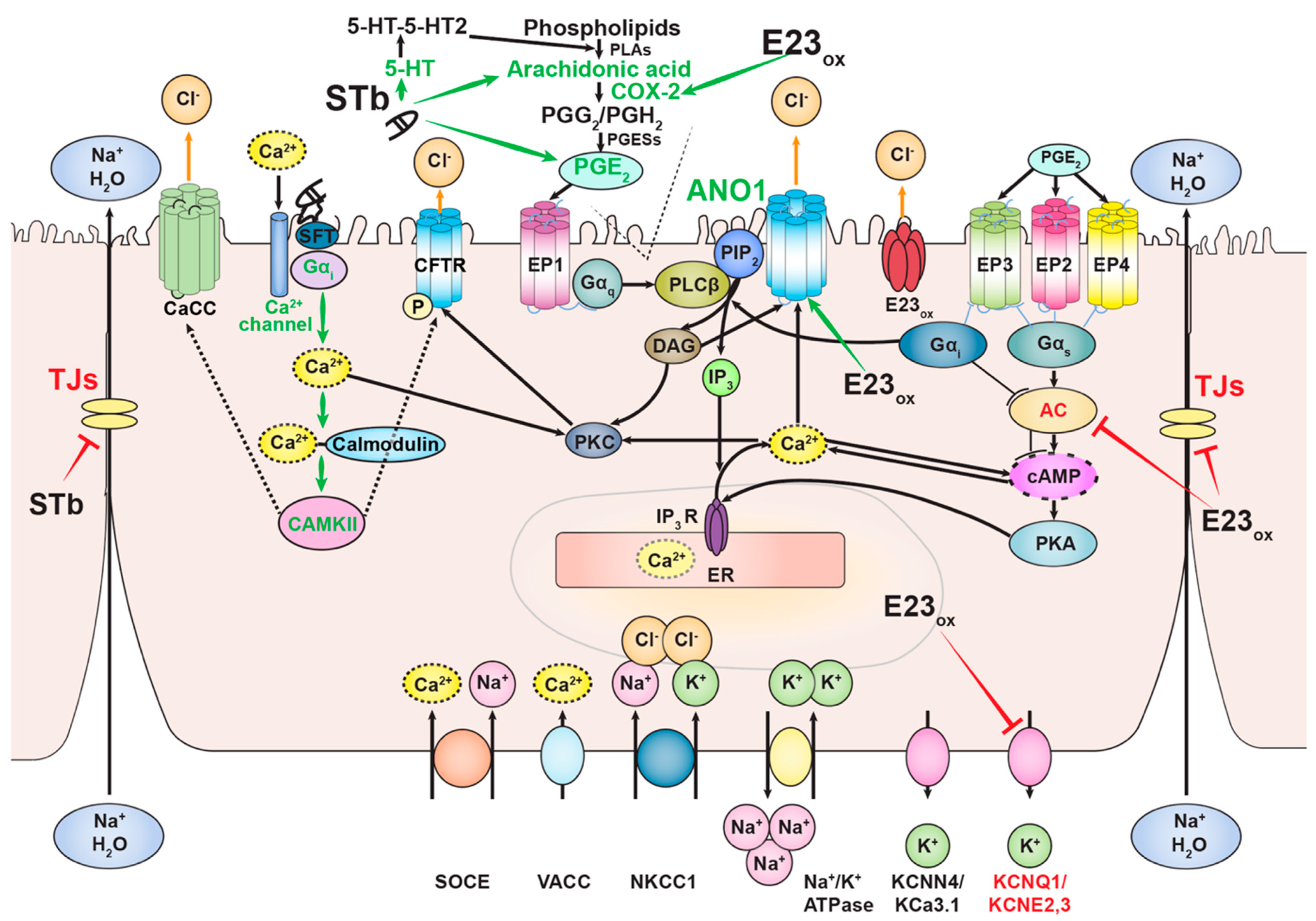 Pathogens 11 00170 g002