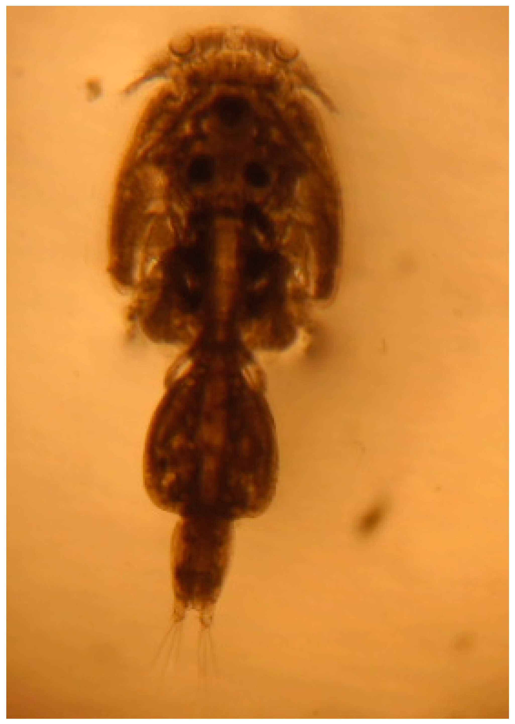 Pathogens 11 00188 g001