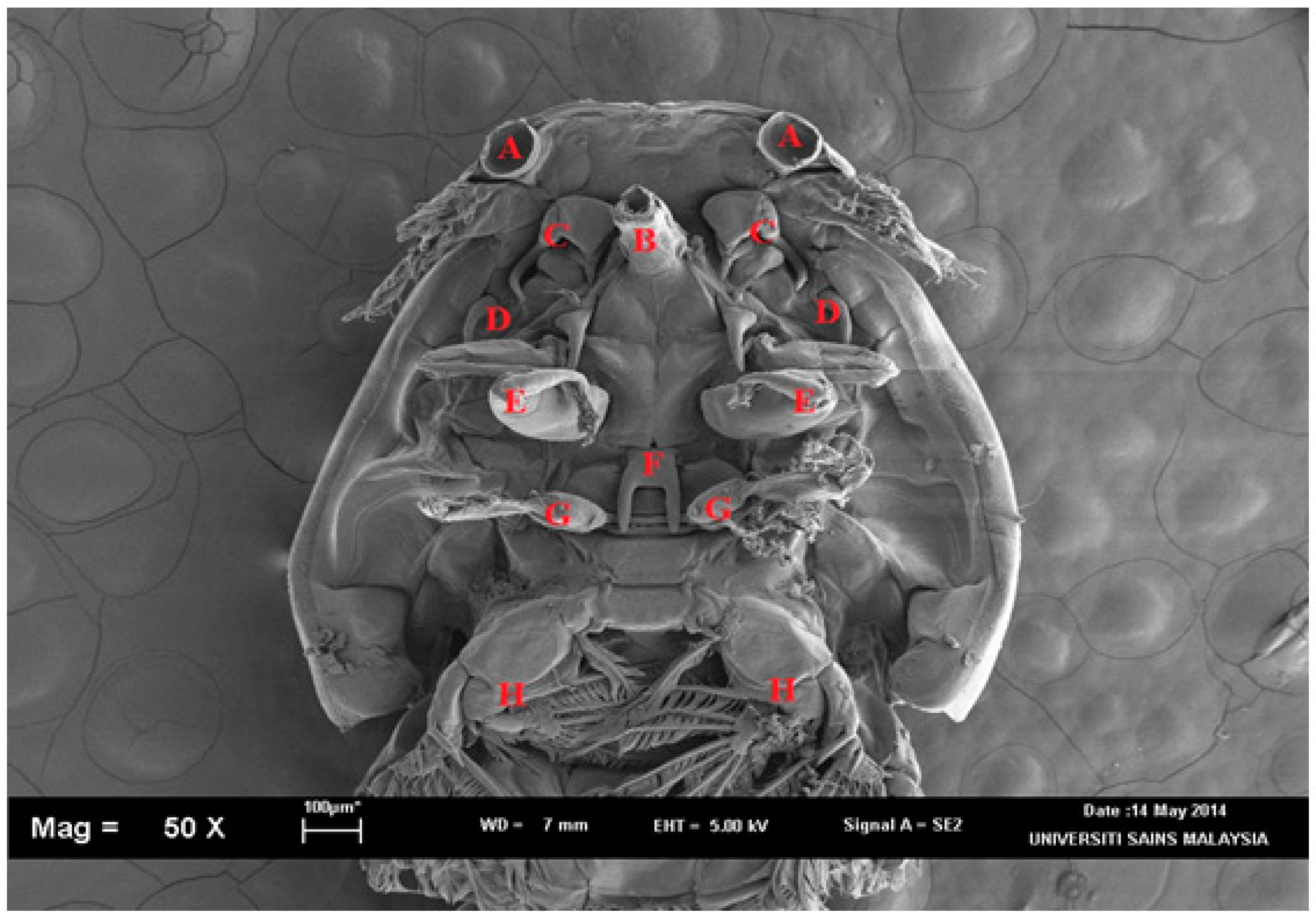 Pathogens 11 00188 g003