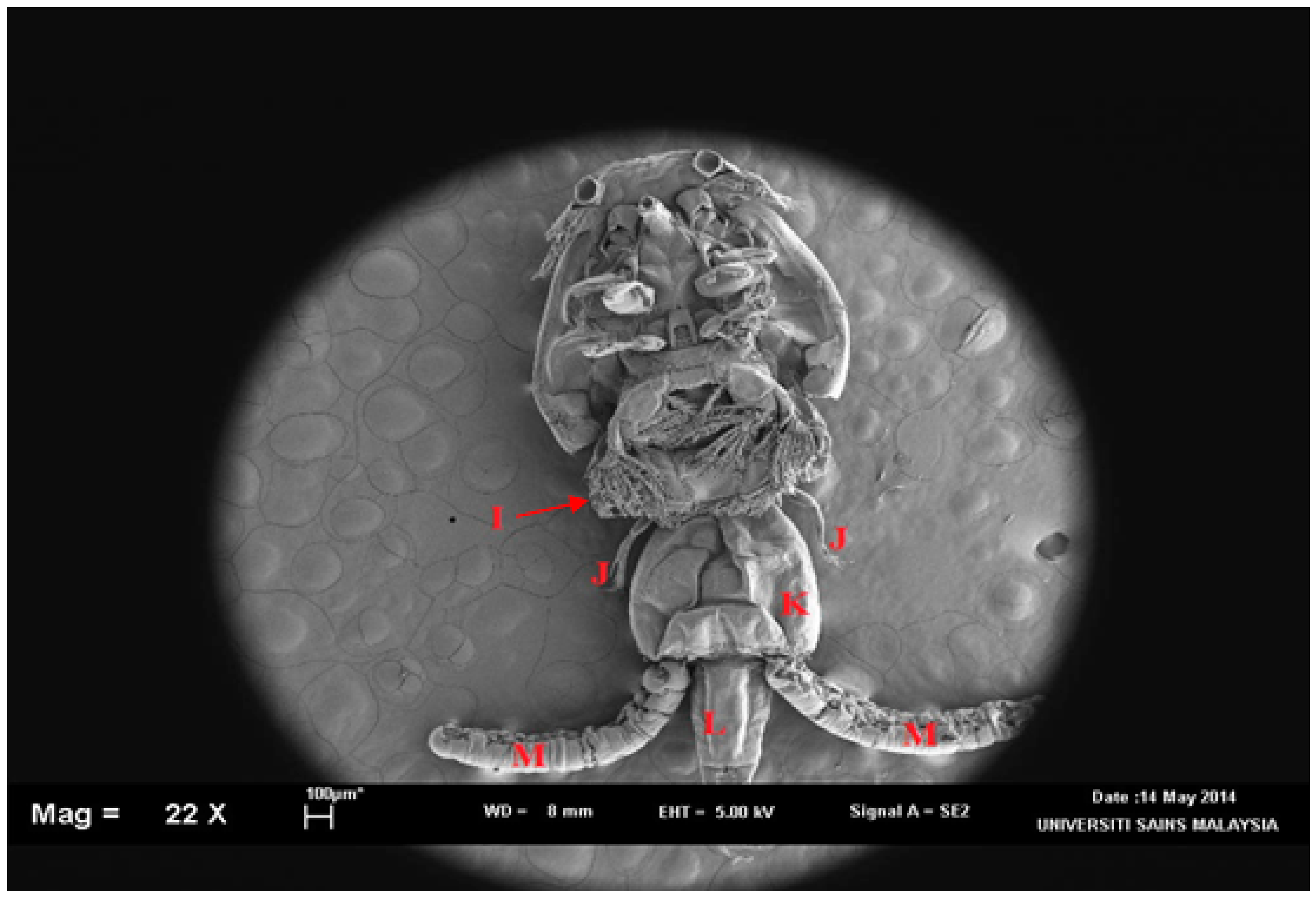 Pathogens 11 00188 g004