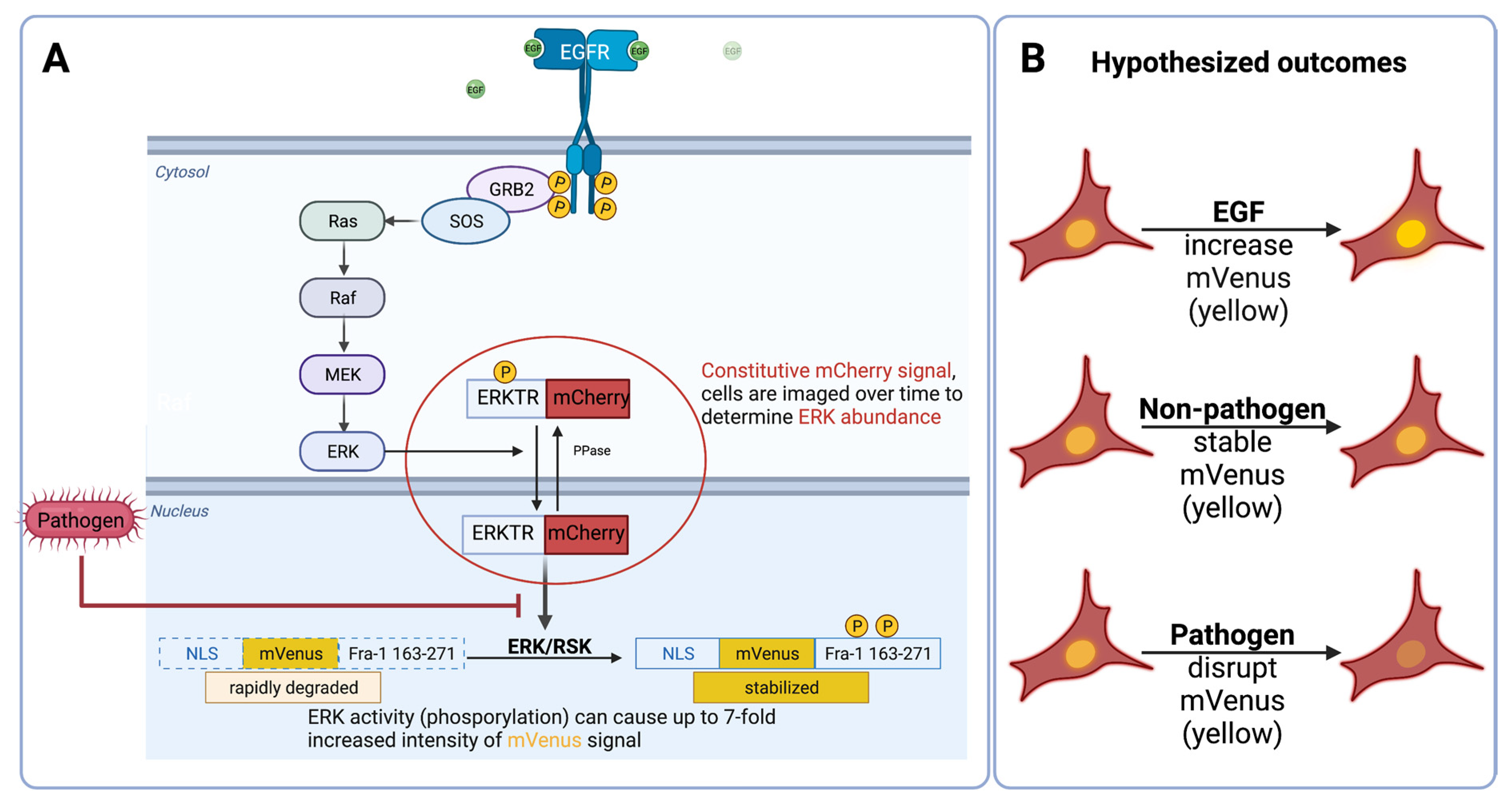 Pathogens 11 00209 g002