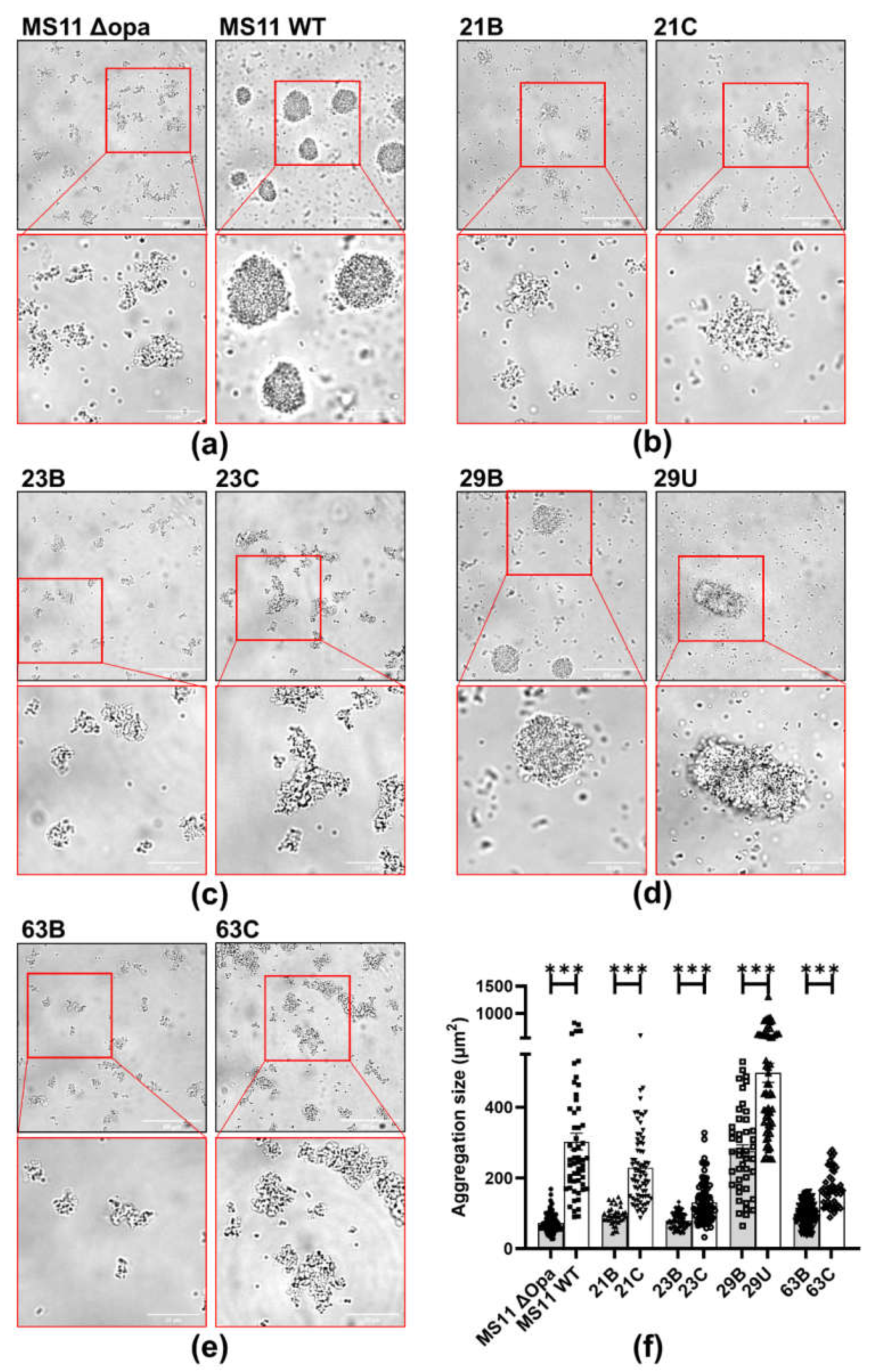 Pathogens 11 00217 g002