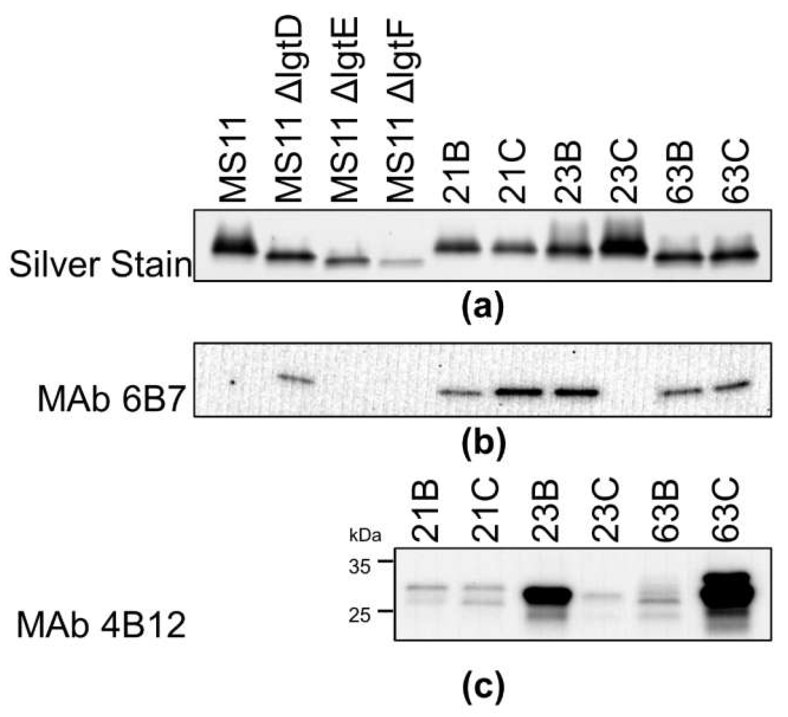 Pathogens 11 00217 g003