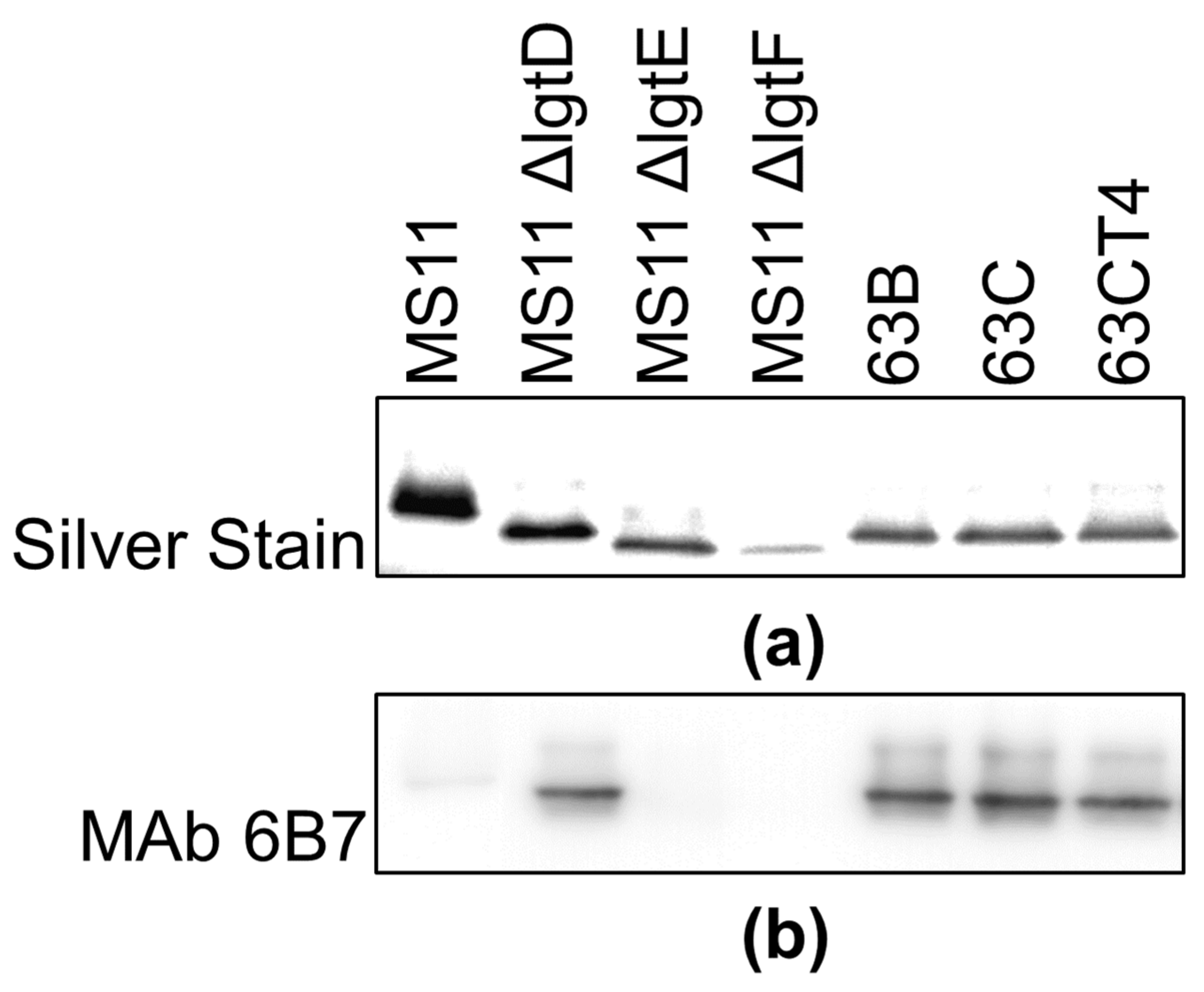 Pathogens 11 00217 g005