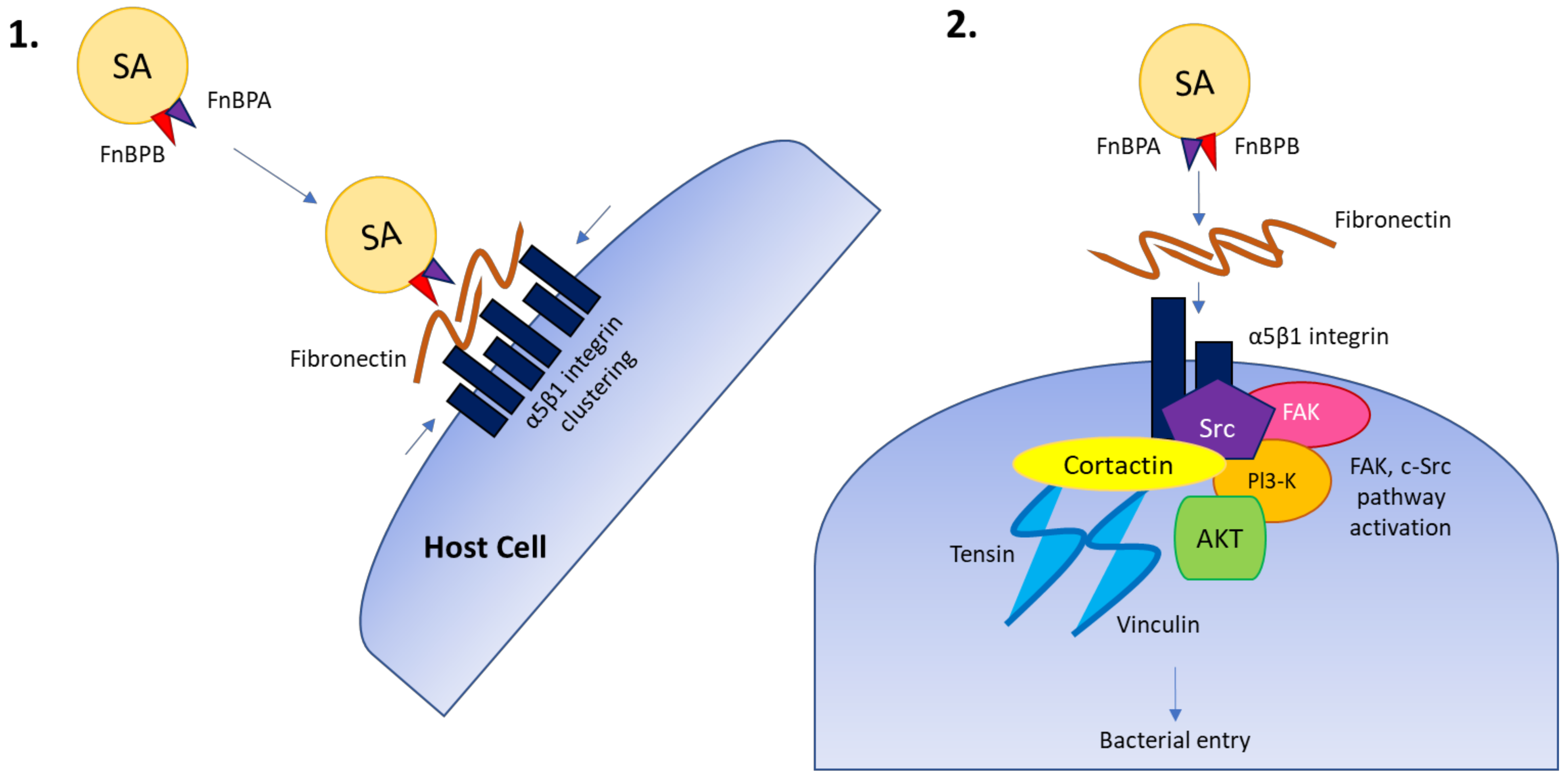 Pathogens 11 00220 g002 Pathogens 11 00220 g002