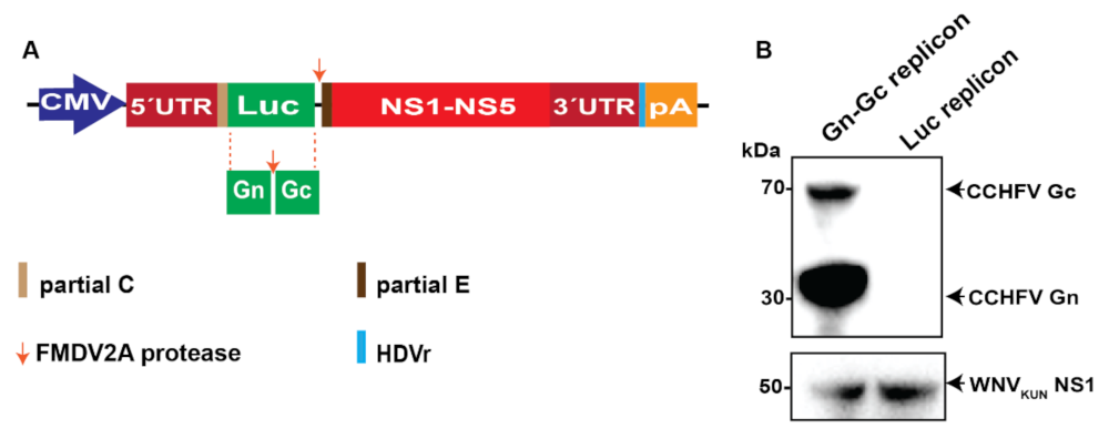 Pathogens 11 00233 g001