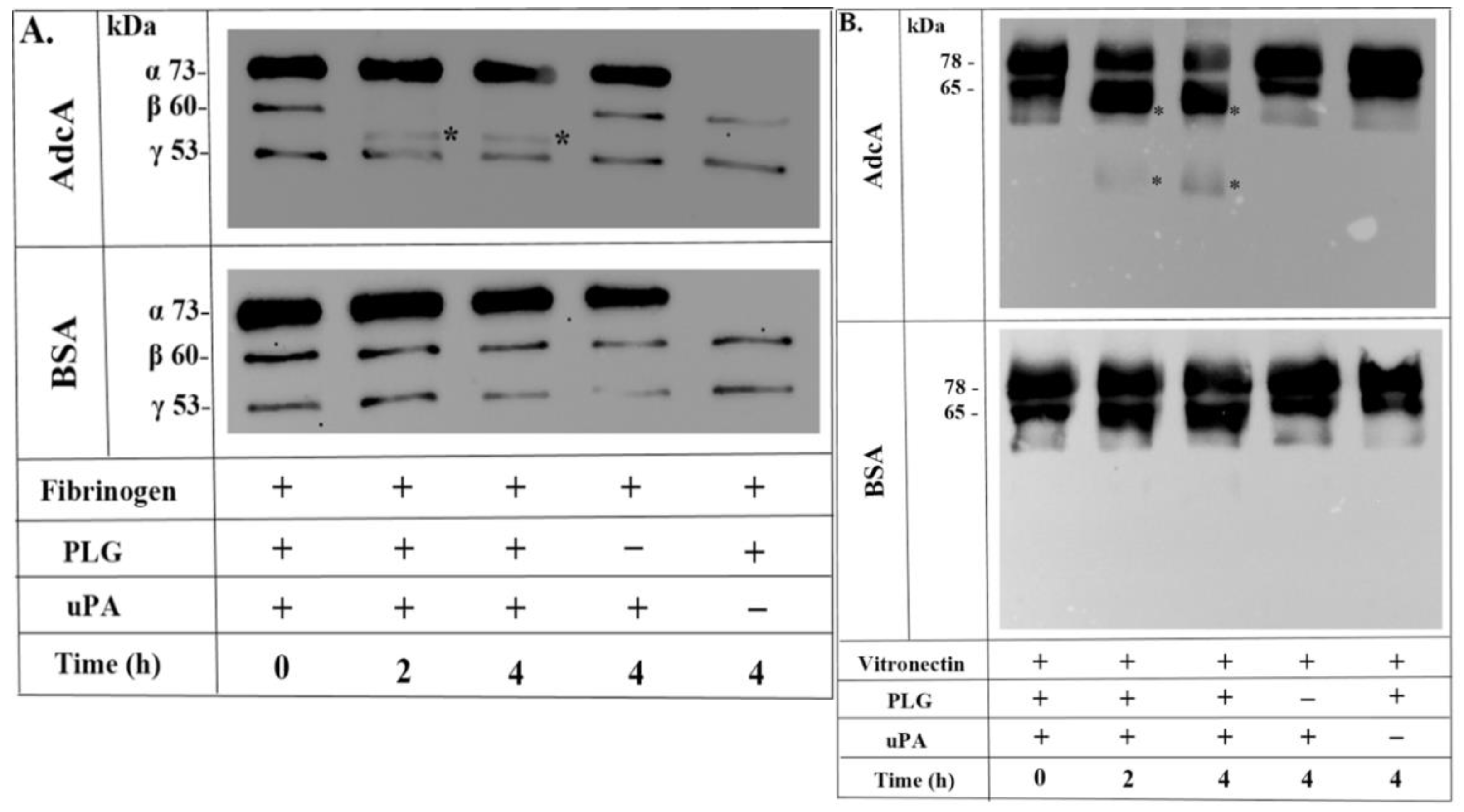 Pathogens 11 00240 g004