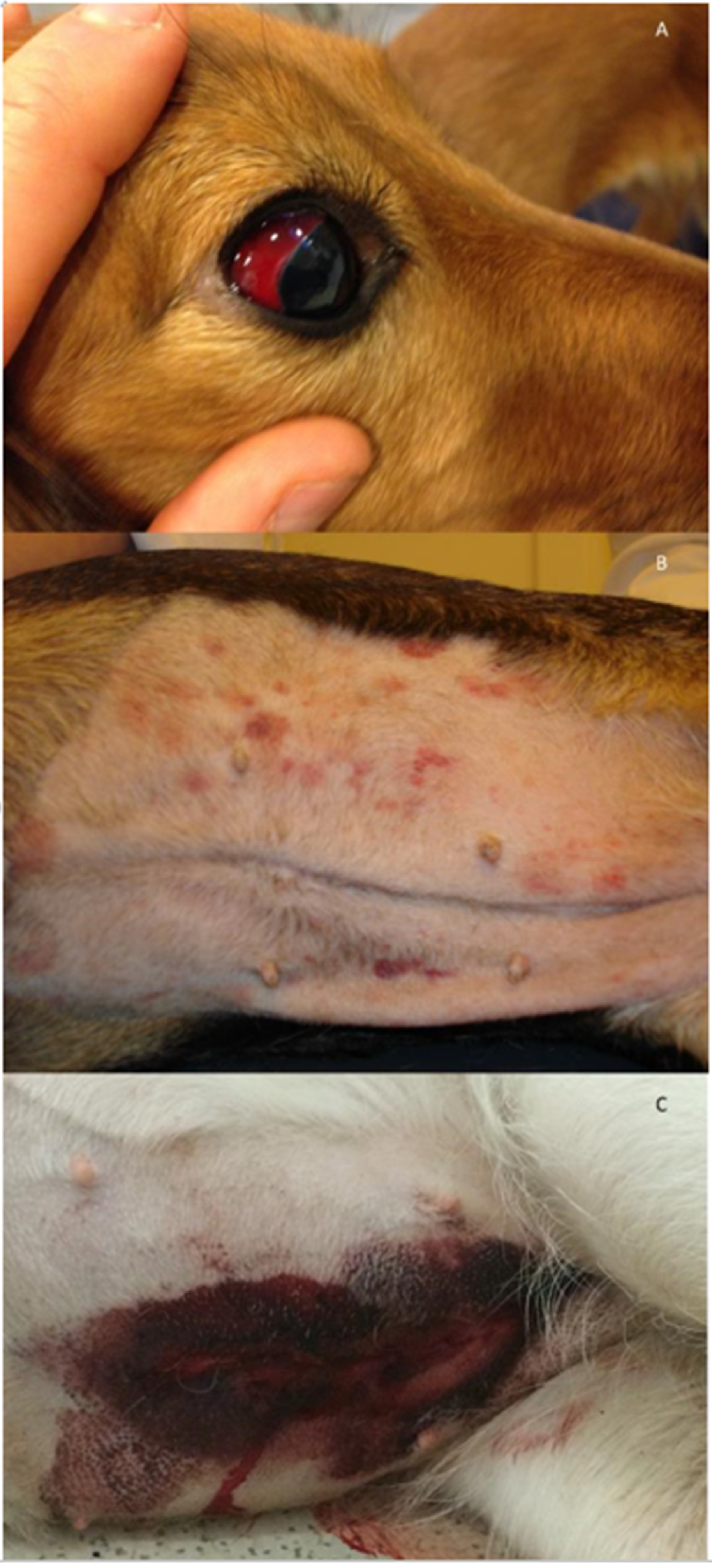 Pathogens 11 00249 g001