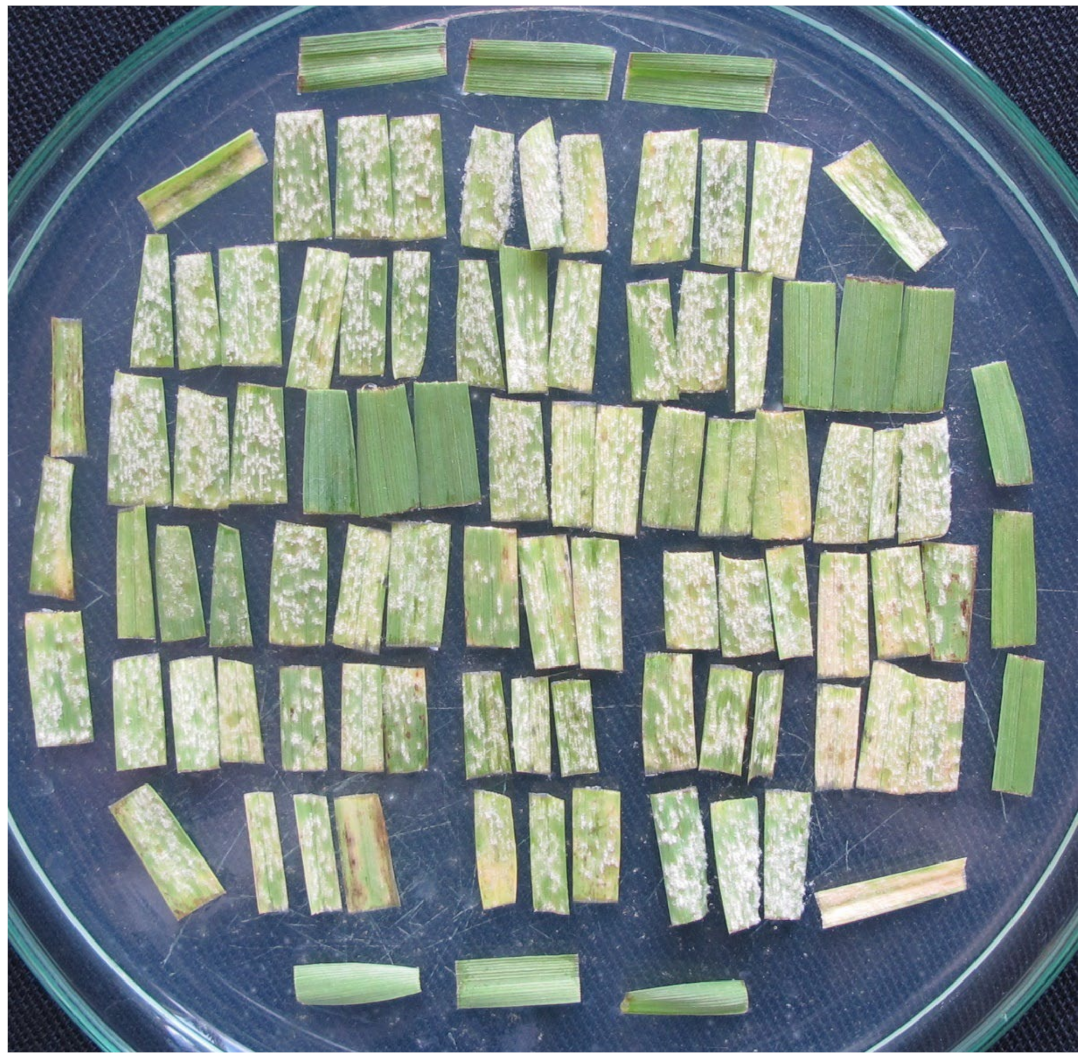 Pathogens 11 00284 g003 Pathogens 11 00284 g003