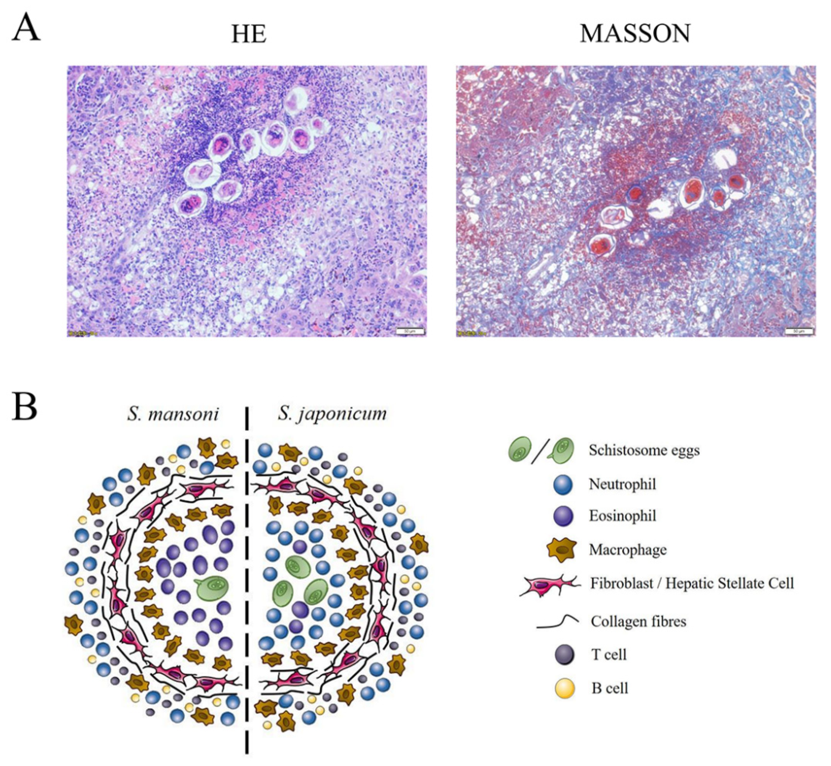 Pathogens 11 00289 g003