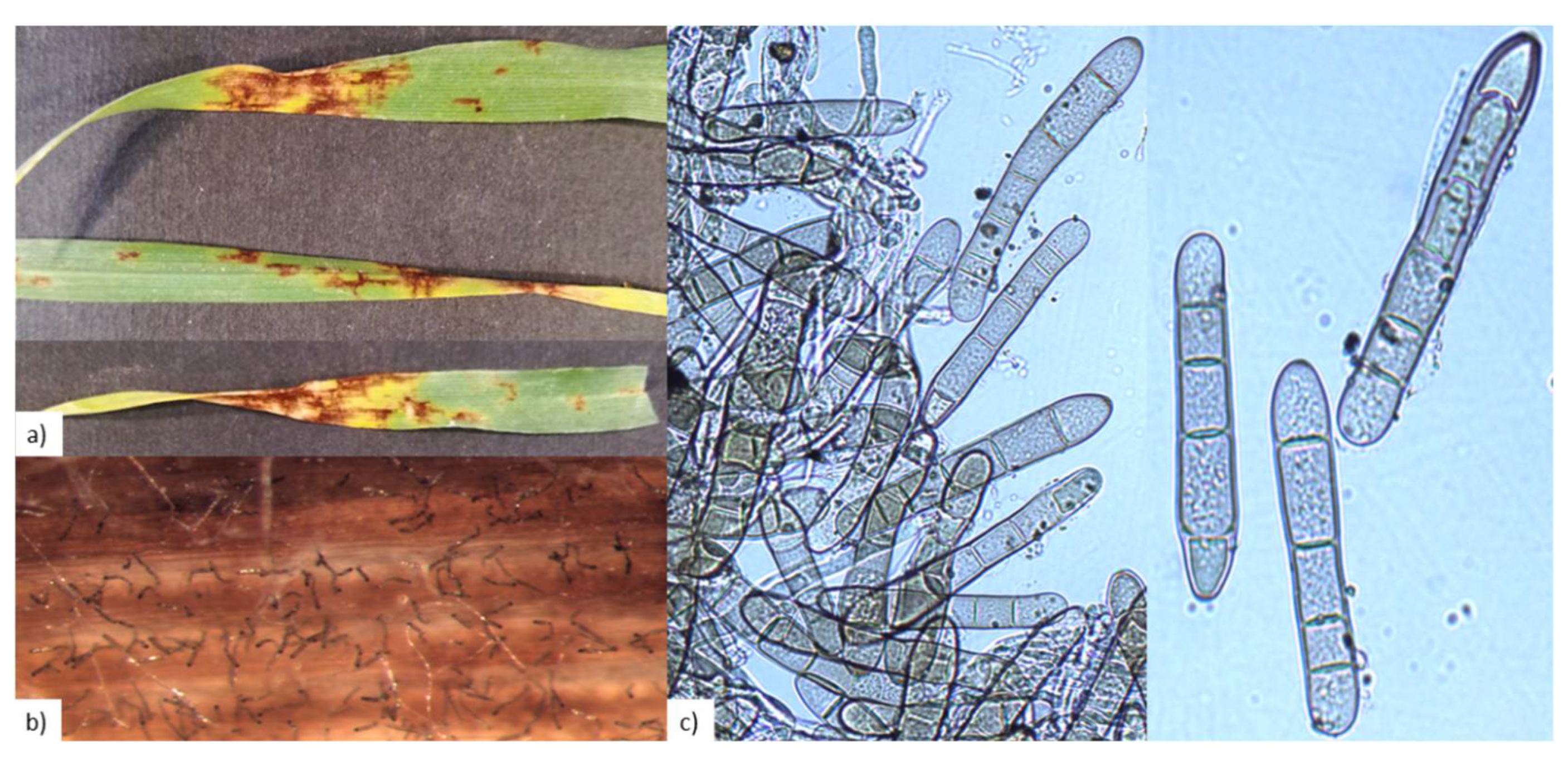 Pathogens 11 00291 g001