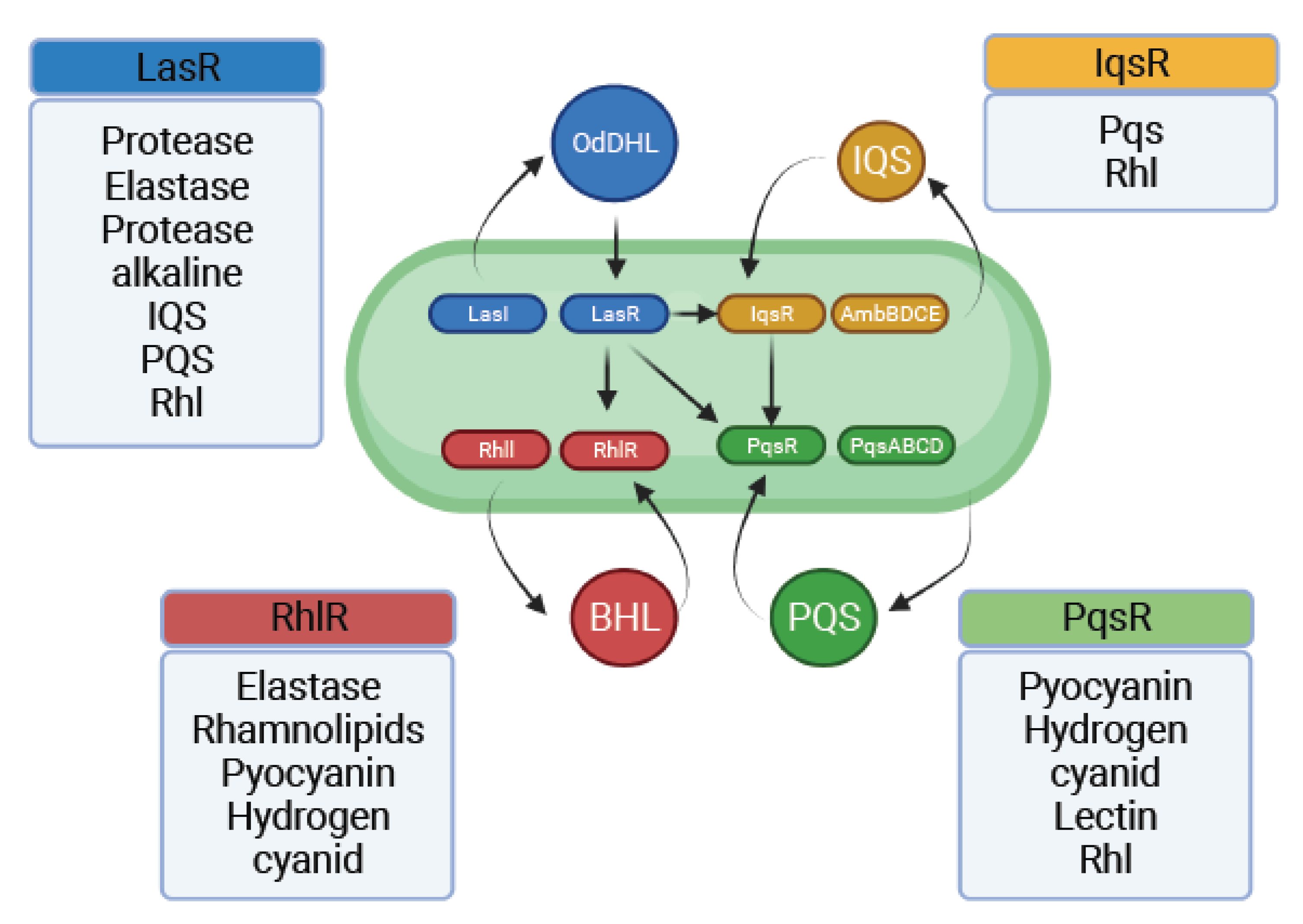 Pathogens 11 00300 g003