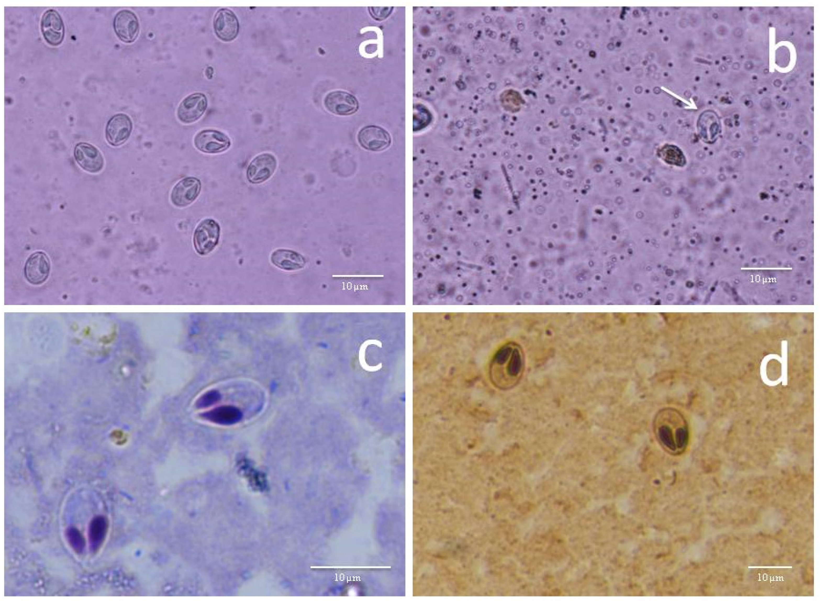 Pathogens 11 00303 g001 Pathogens 11 00303 g001