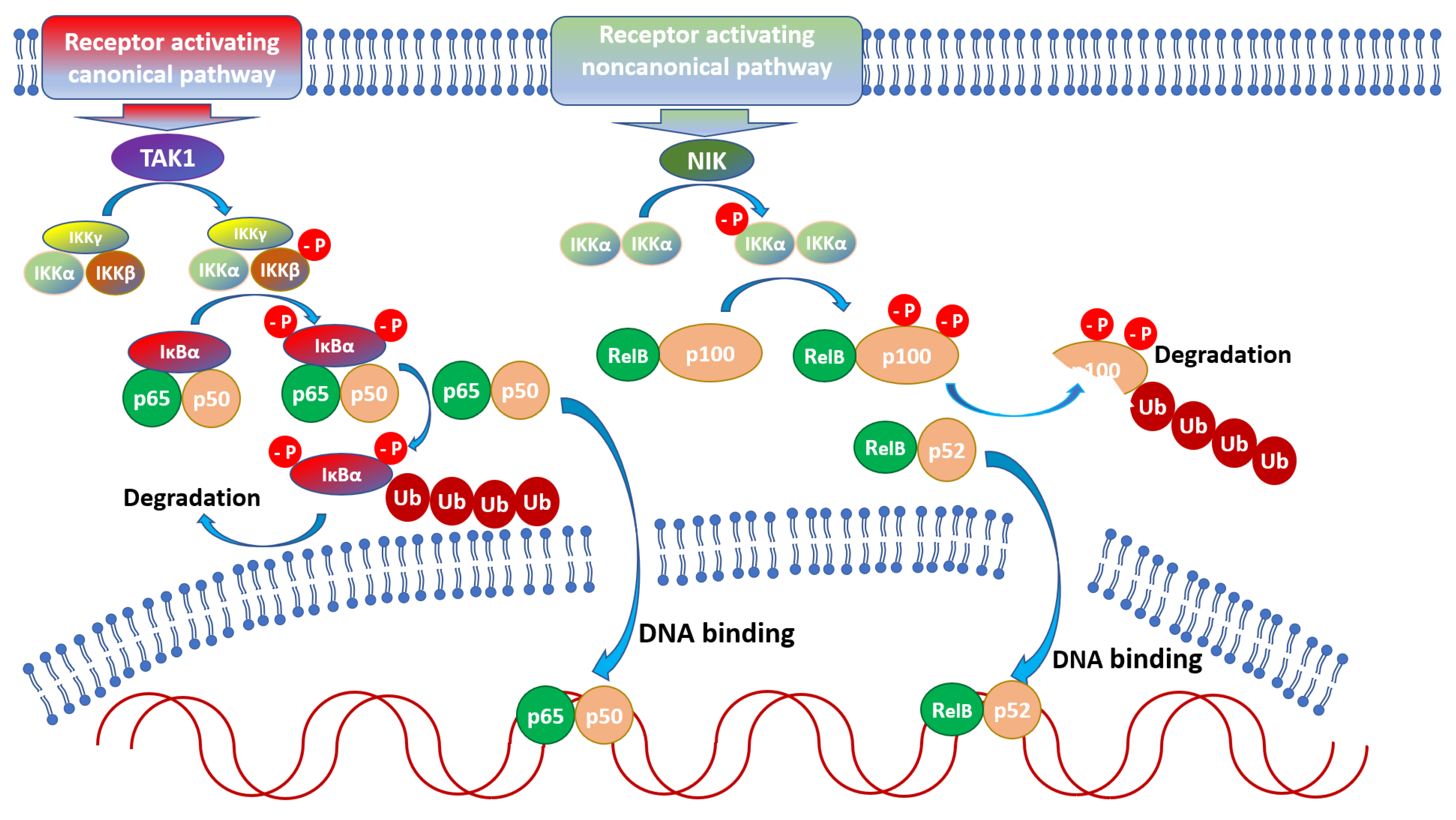 Pathogens 11 00310 g001