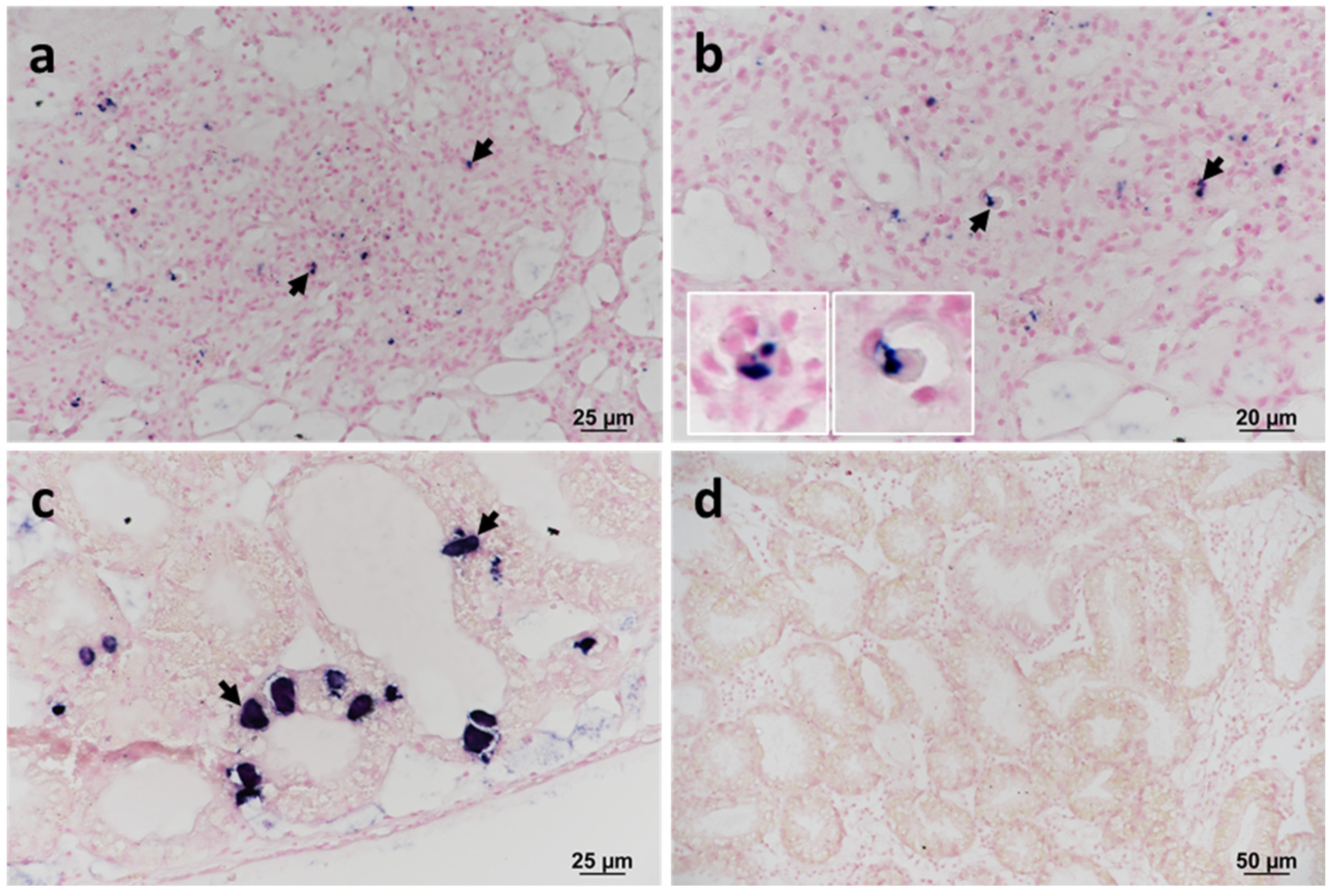 Pathogens 11 00329 g003