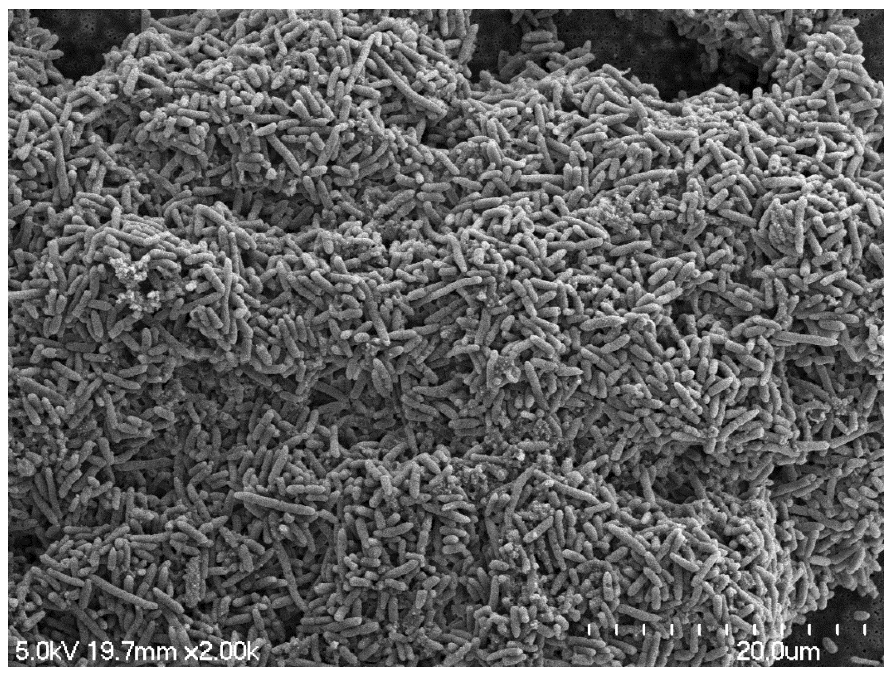 Pathogens 11 00346 g001