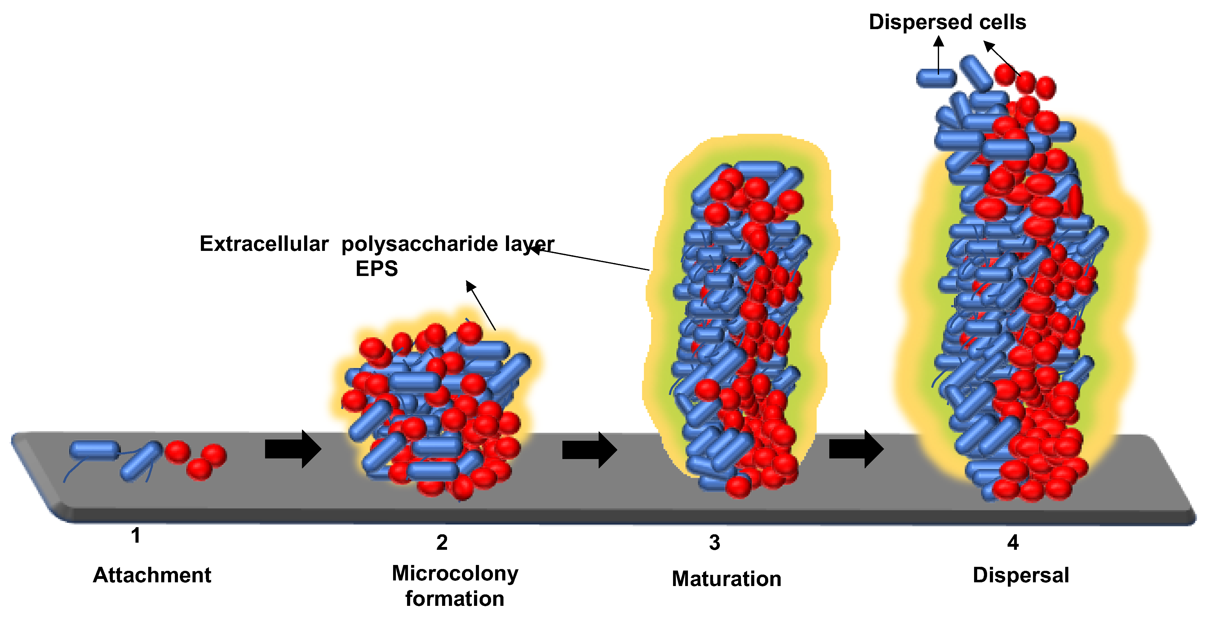 Pathogens 11 00346 g002