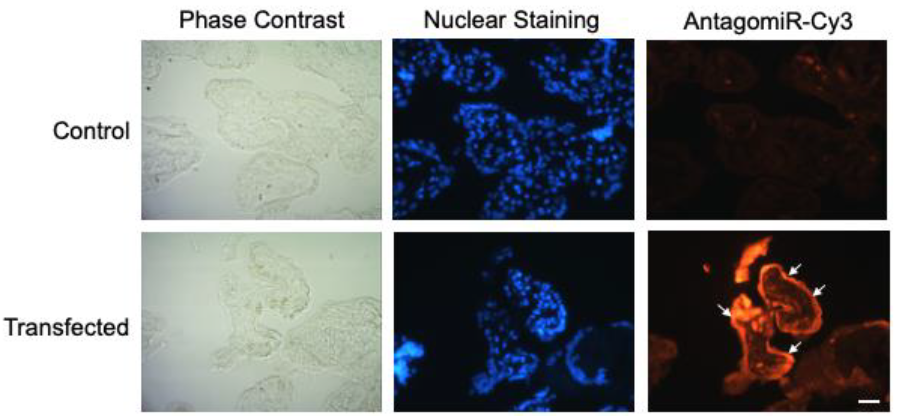 Pathogens 11 00361 g003