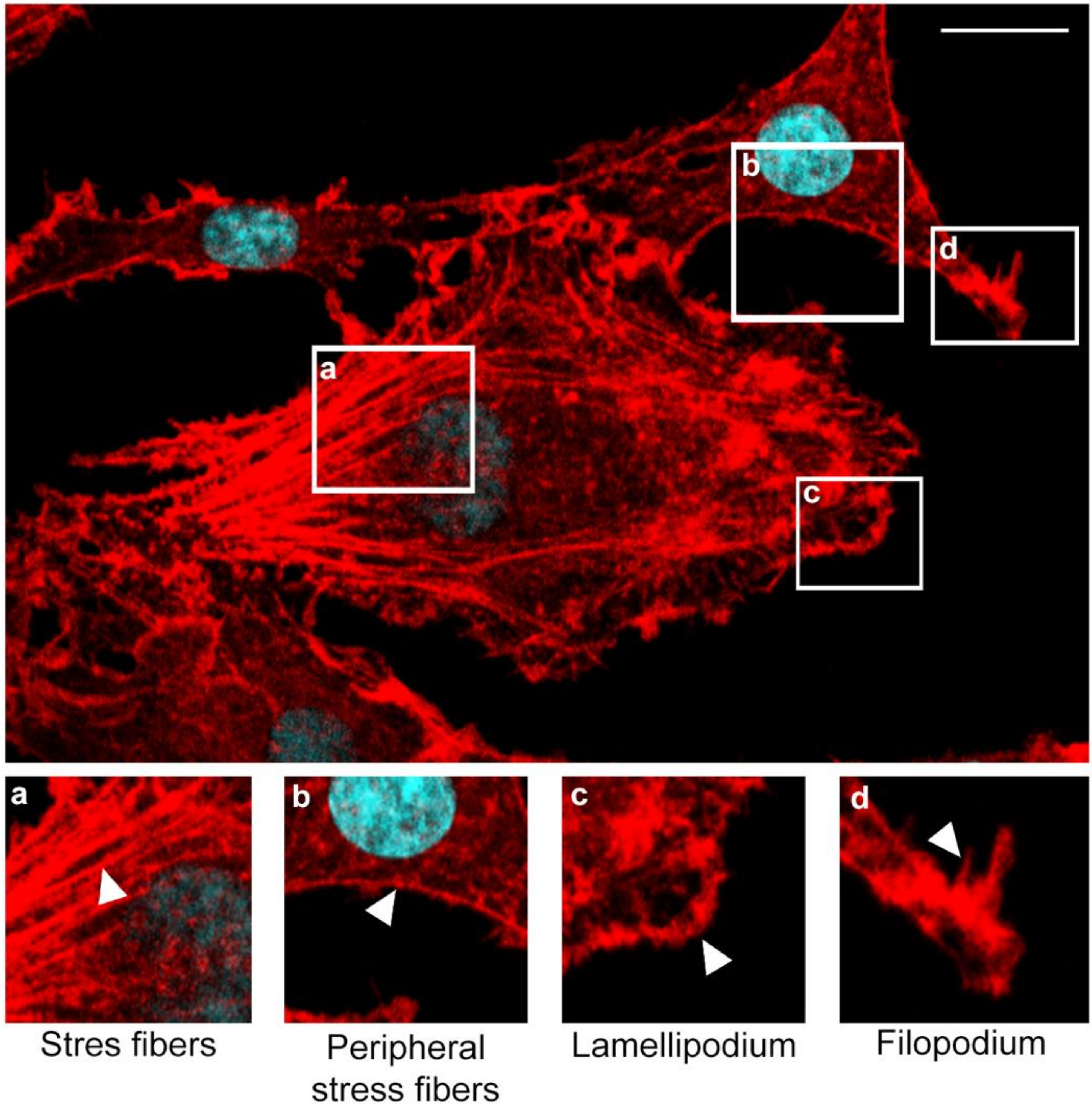 Pathogens 11 00400 g001